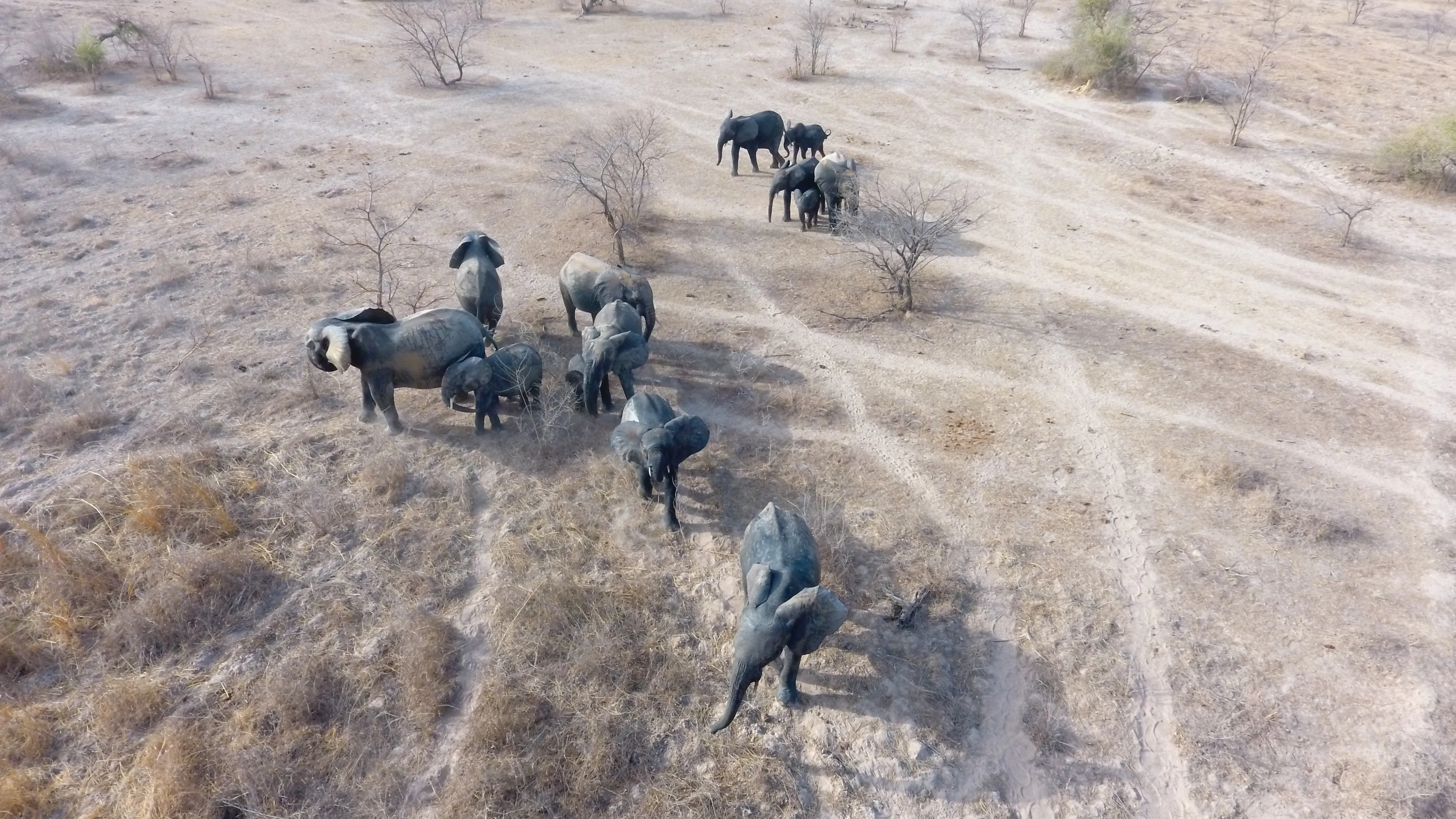 A drone shot of a herd of elephants walking across arid savanna terrain with sparse trees and dusty trails.