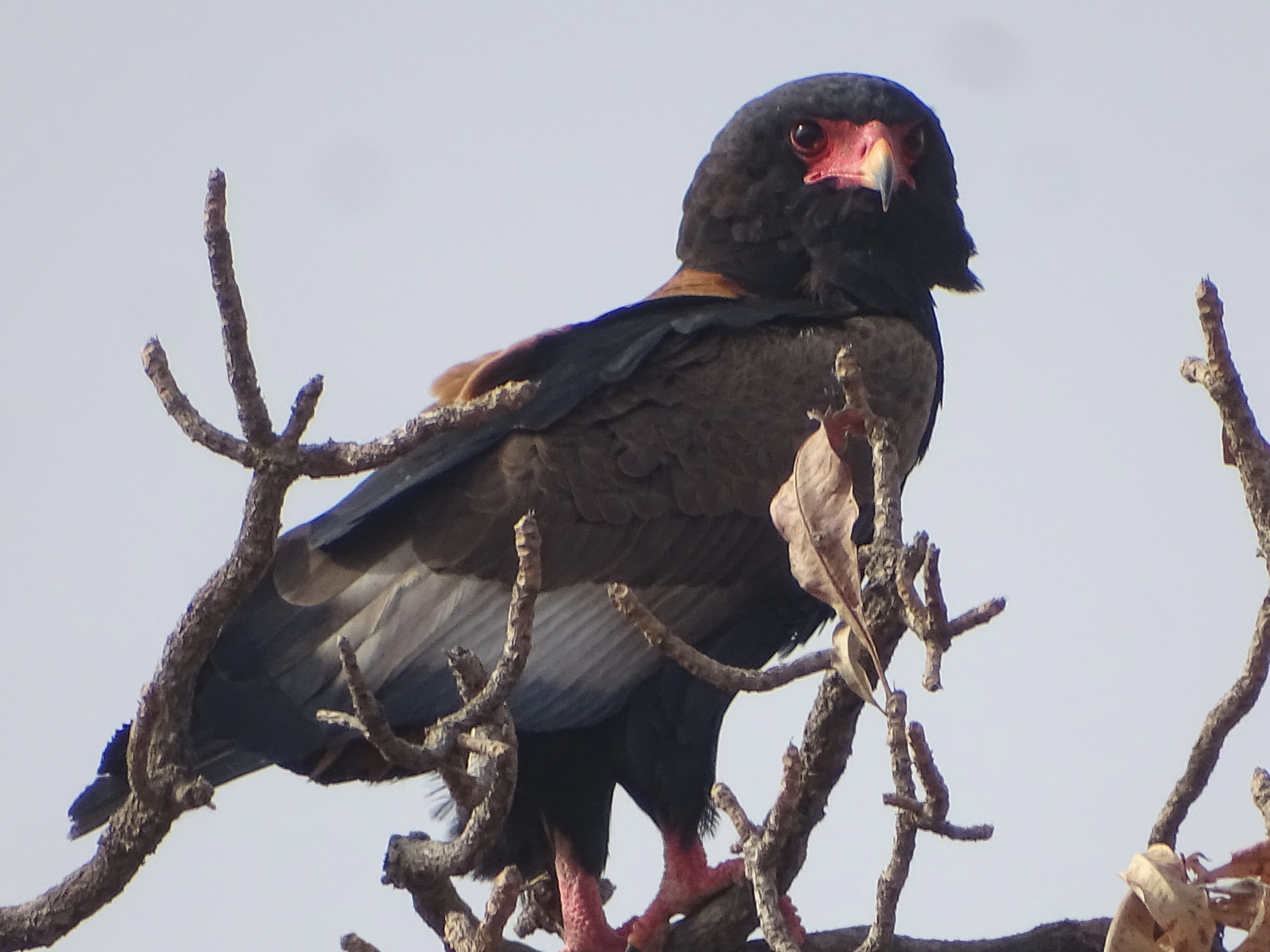A Bateleur eagle with black plumage, a distinctive red face, and dark wings perched on thin, bare branches against a pale sky.
