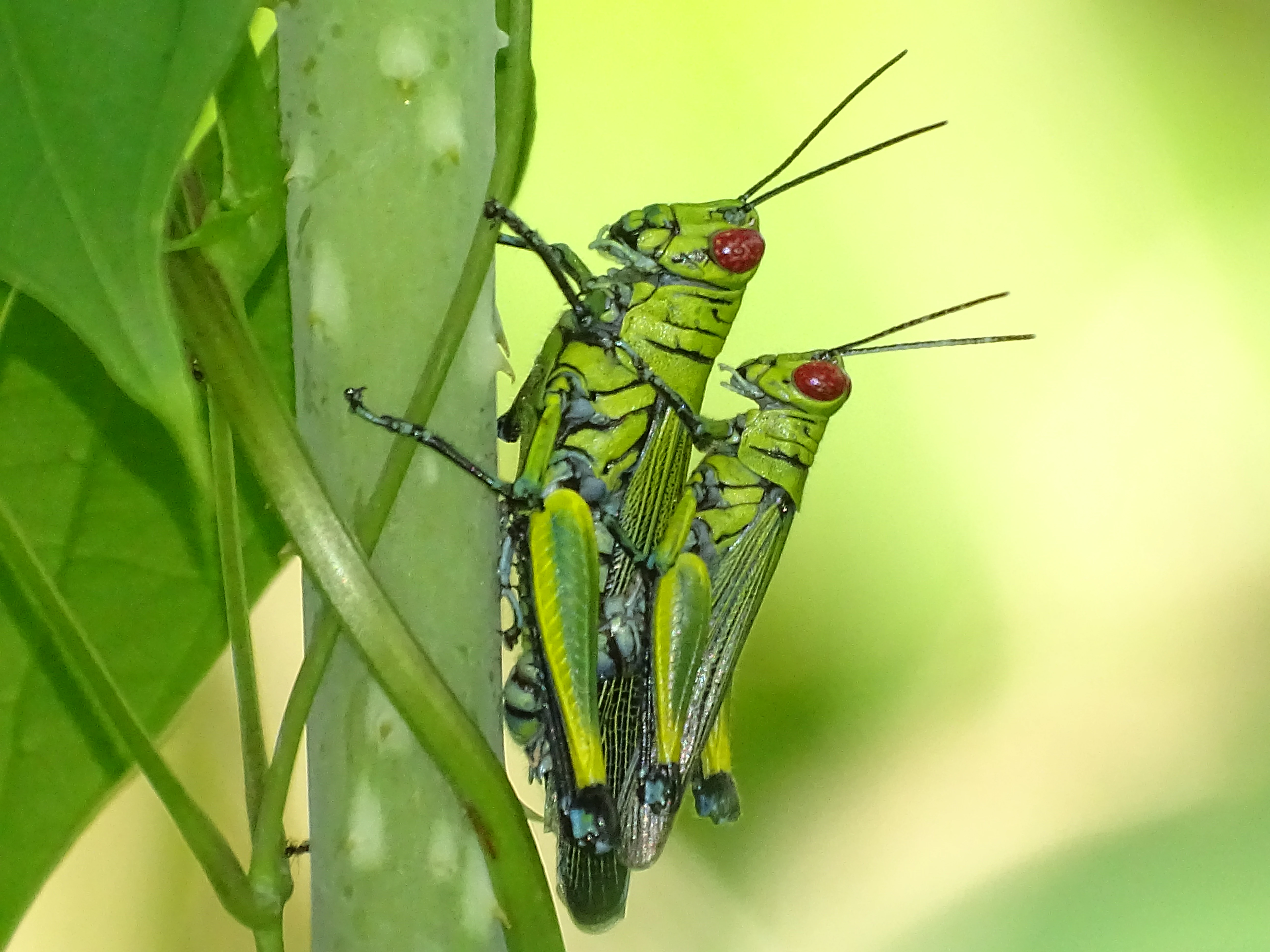 Two bright green grasshoppers with red eyes mating while perched vertically on a pale green plant stem.