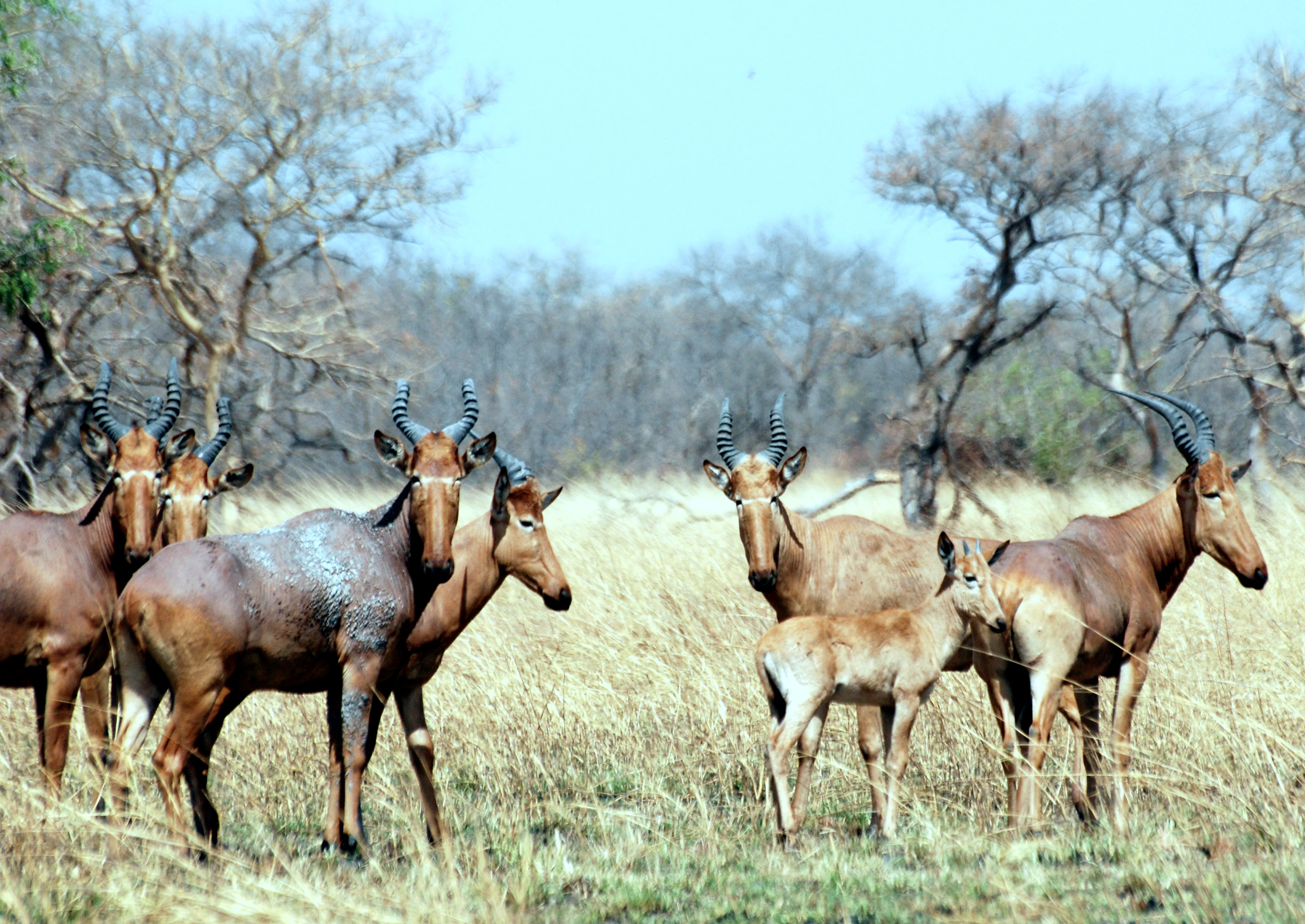A group of light brown hartebeest antelopes standing in dry, tall grass with bare trees in the background.