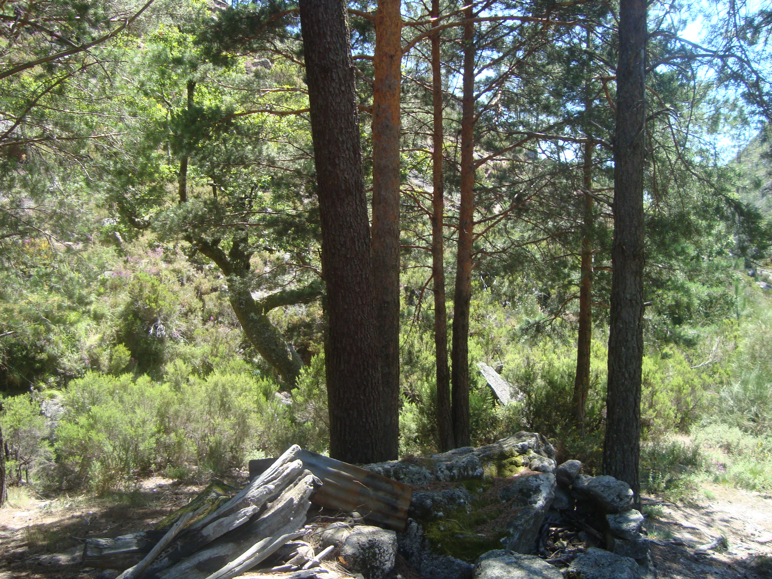 Tall pine trees, fallen logs, and rocky ground in a forested area