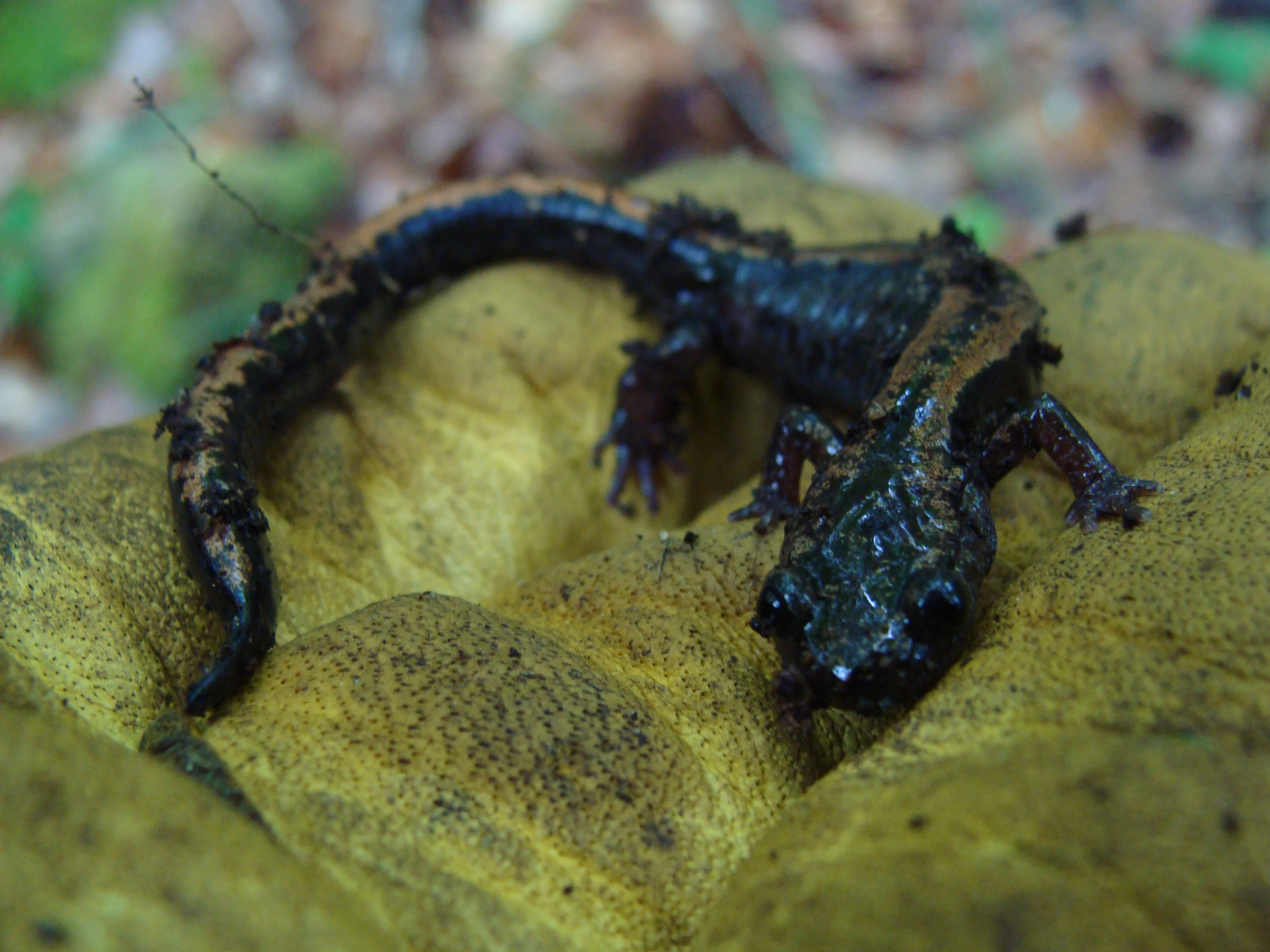 A Chioglossa lusitanica salamander on a mossy rock in a forested area