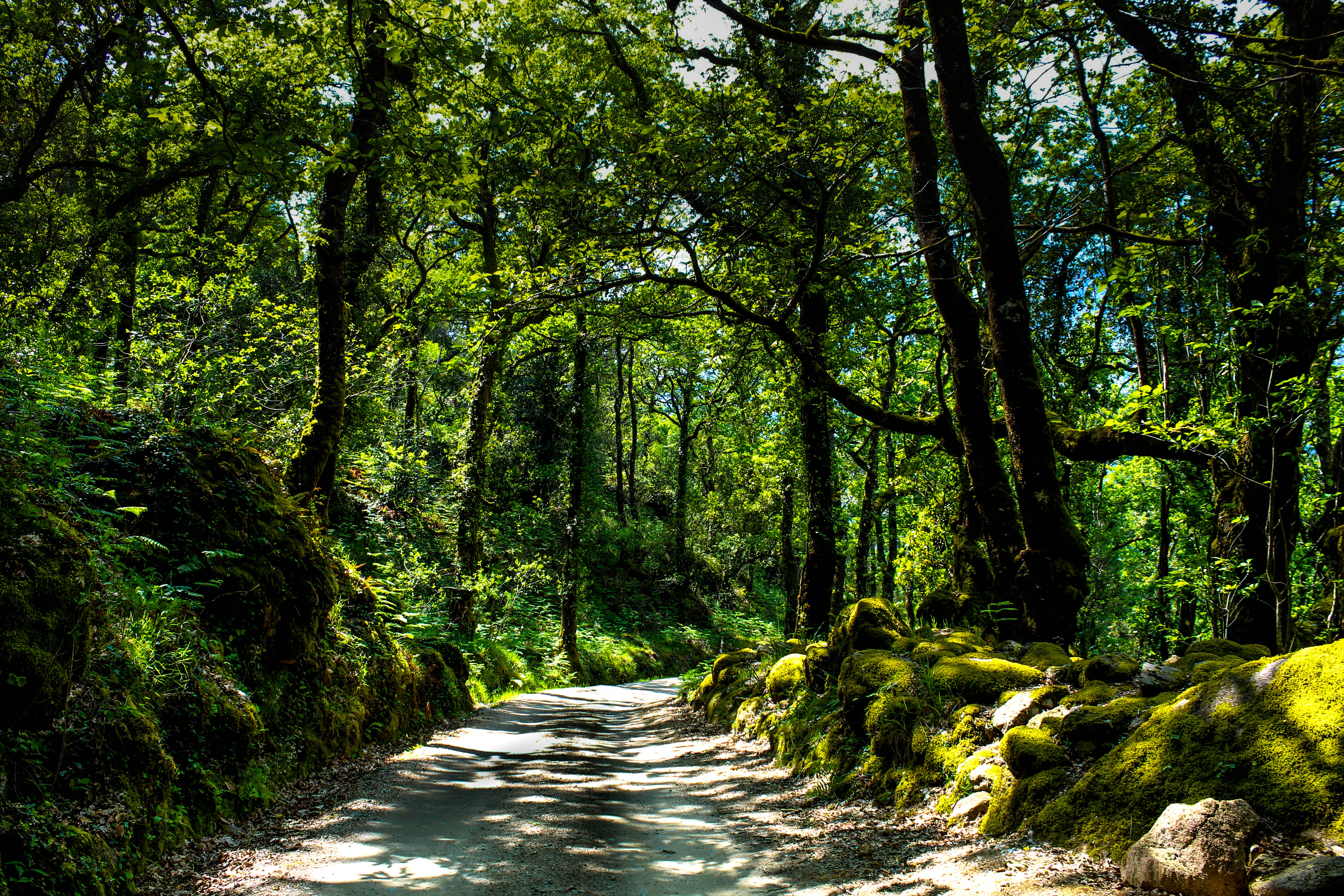 A forest path winding through tall trees with moss-covered rocks on both sides, dappled sunlight filtering through the canopy