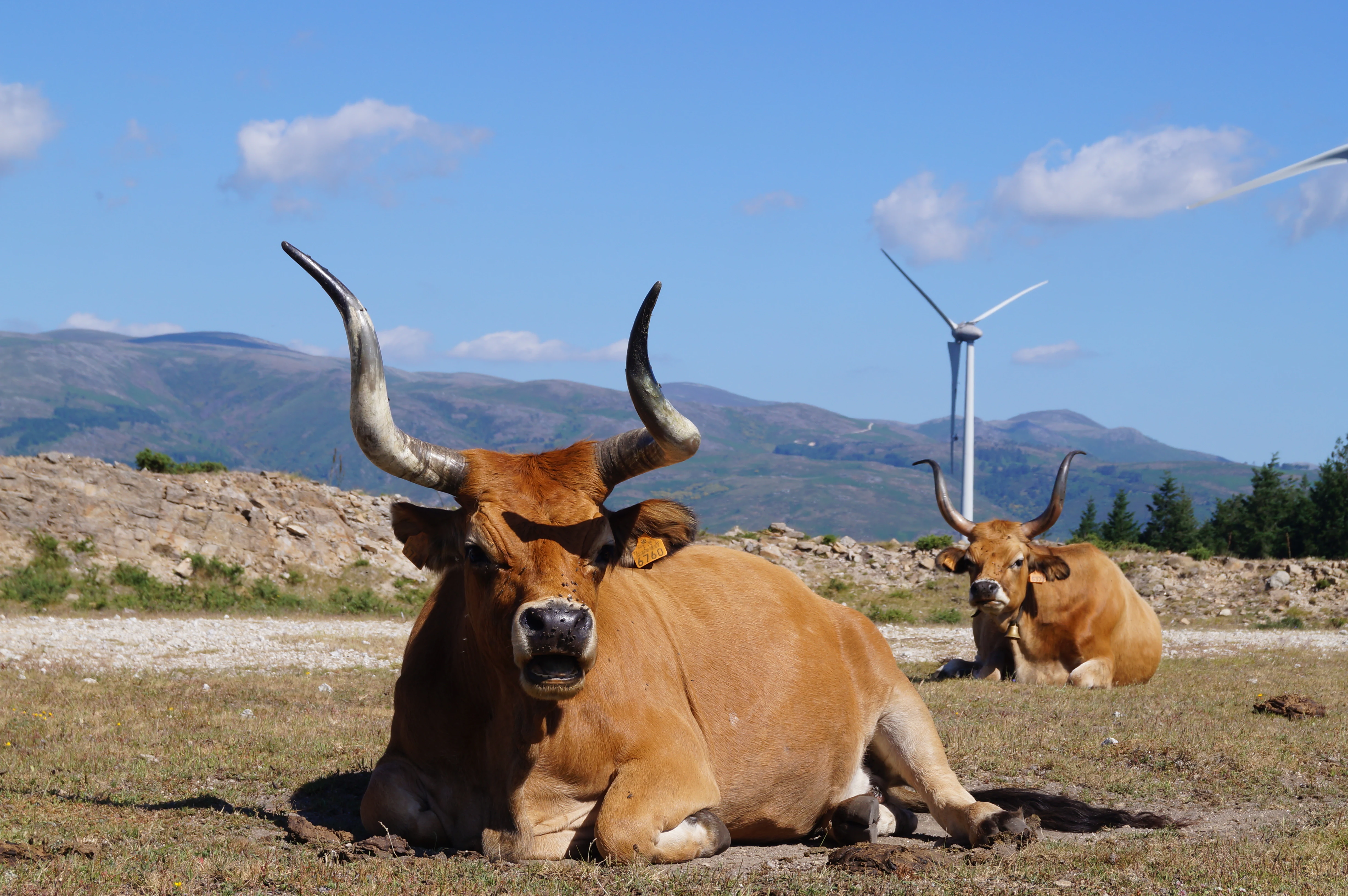 Two brown cattle with large curved horns resting on grassy terrain with wind turbines and mountains in the background