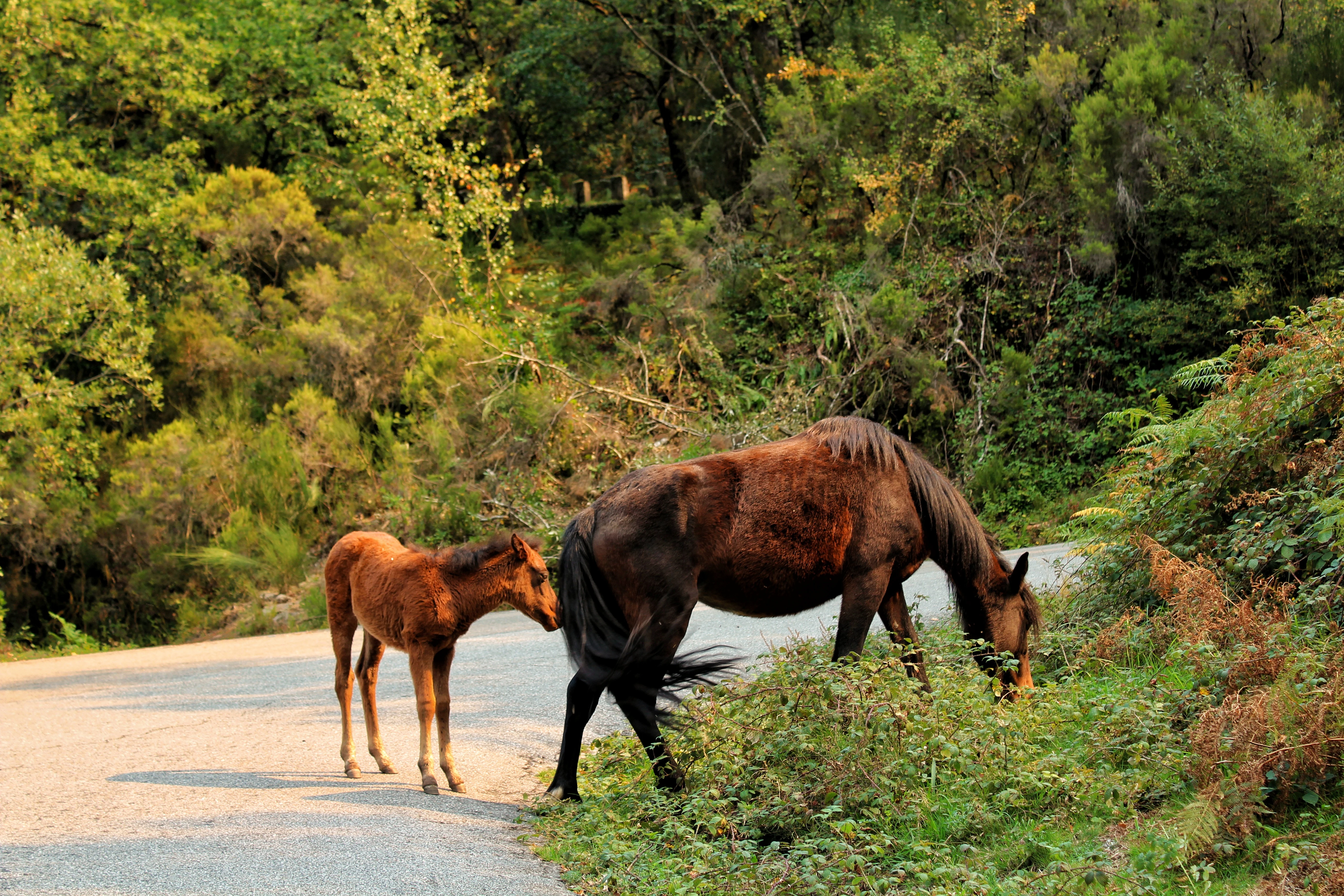 Brown horse and foal grazing on roadside vegetation with forested background