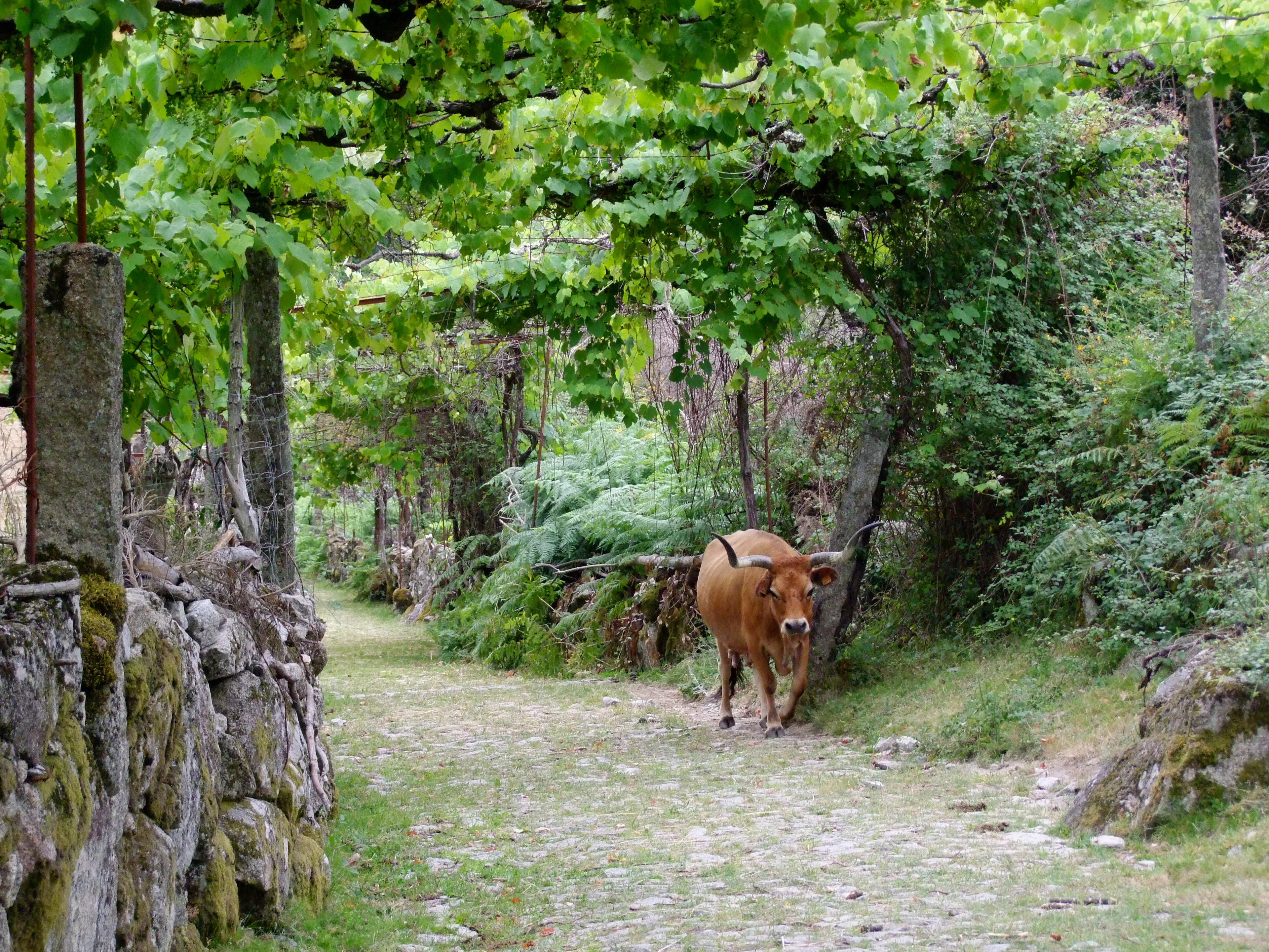 Brown cow walking on a gravel path between stone walls and green trees