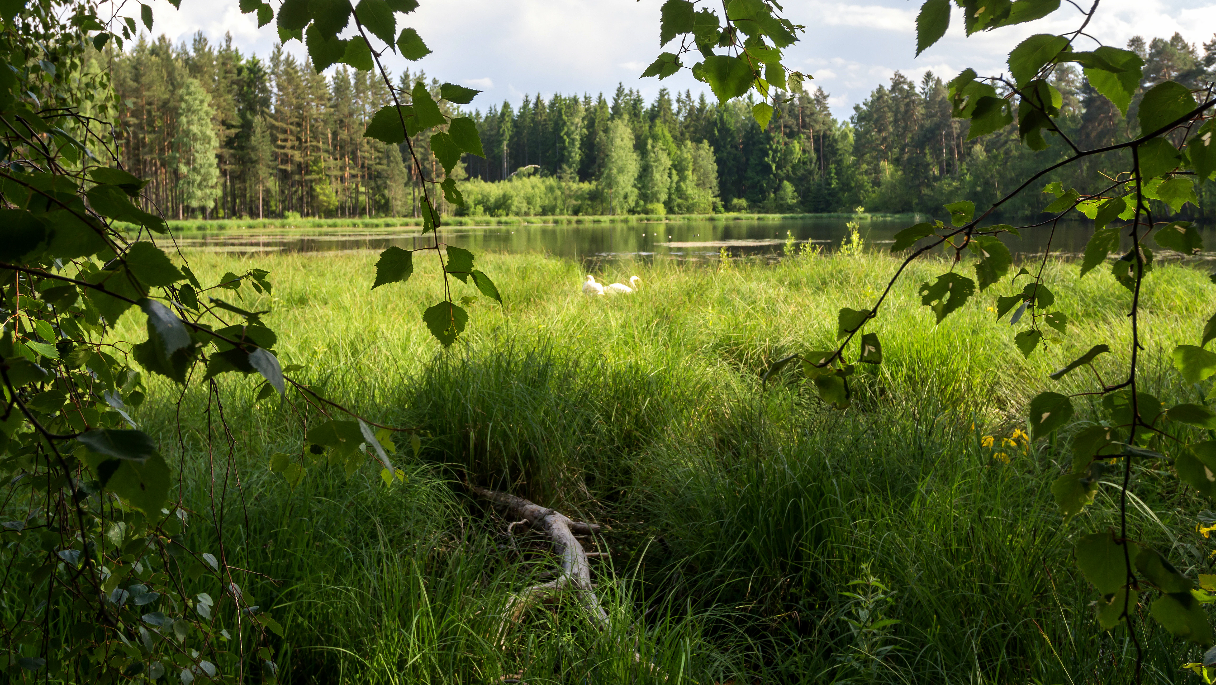 A peaceful pond framed by overhanging birch branches, featuring tall grasses in the foreground and a dense forest line in the background.