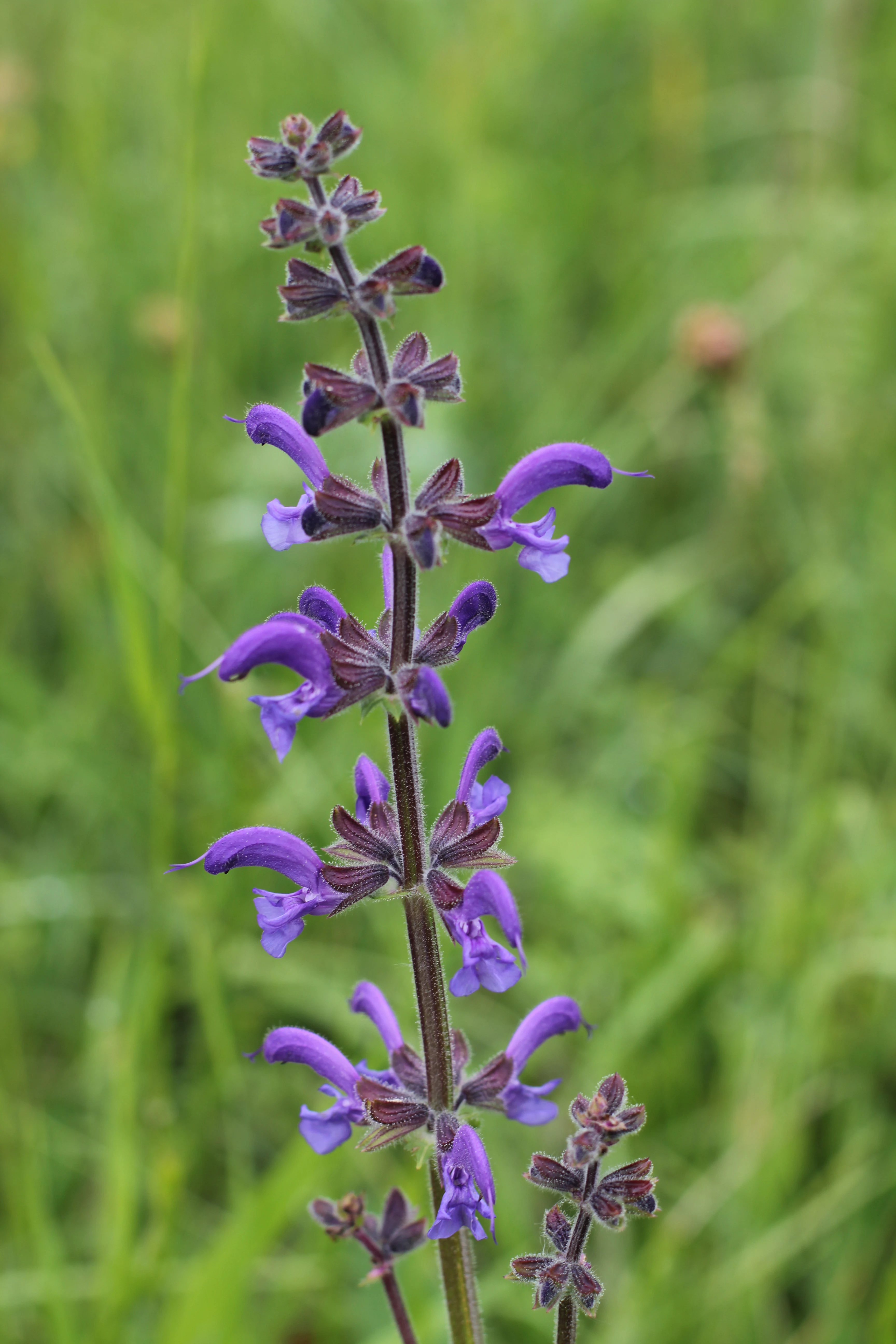A close-up shot of a flowering Meadow sage (Salvia pratensis) stalk with vibrant purple blossoms against a soft-focus green meadow background.