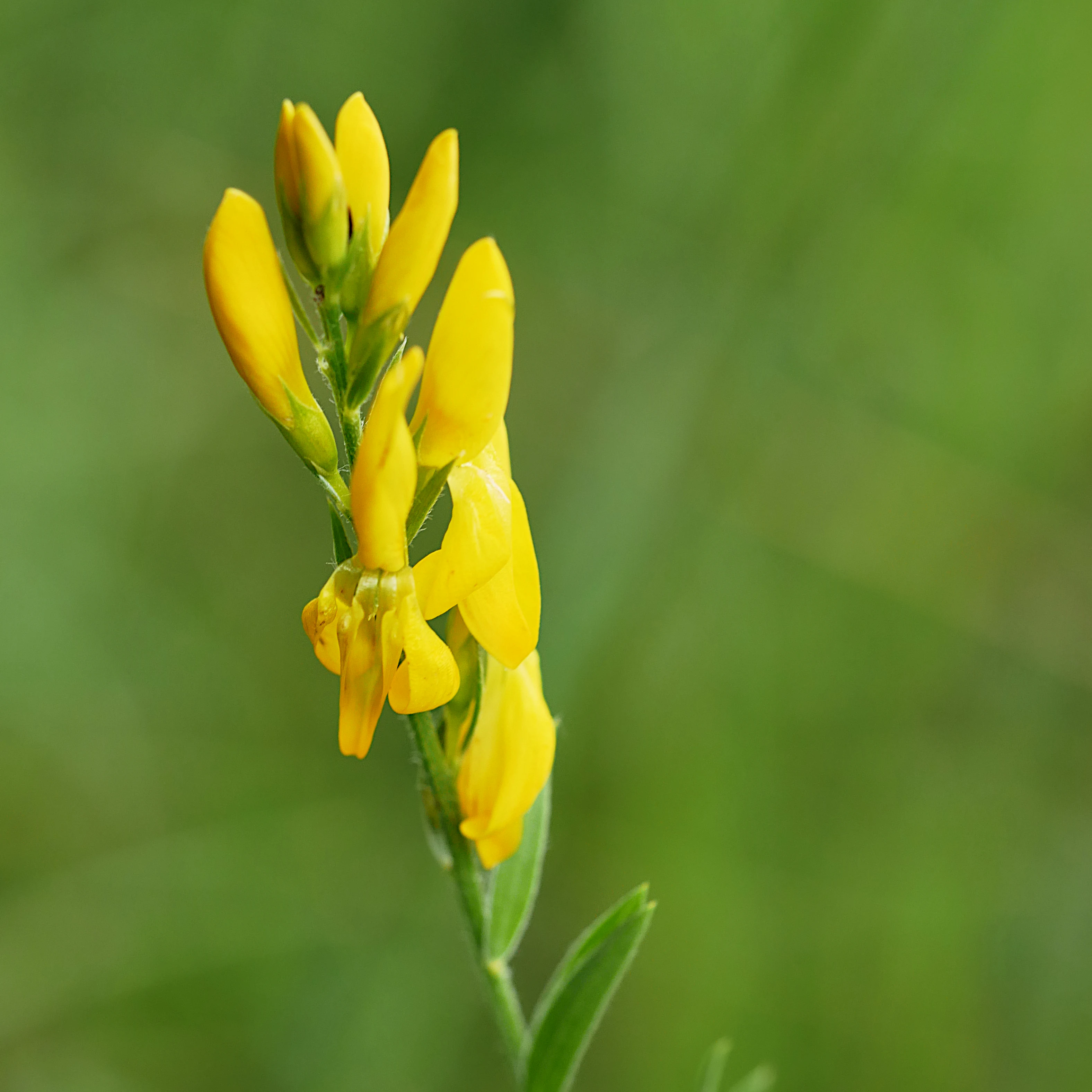 A close-up vertical shot of a Dyer's greenweed flower spike featuring bright yellow pea-like blossoms against a soft-focus green background.