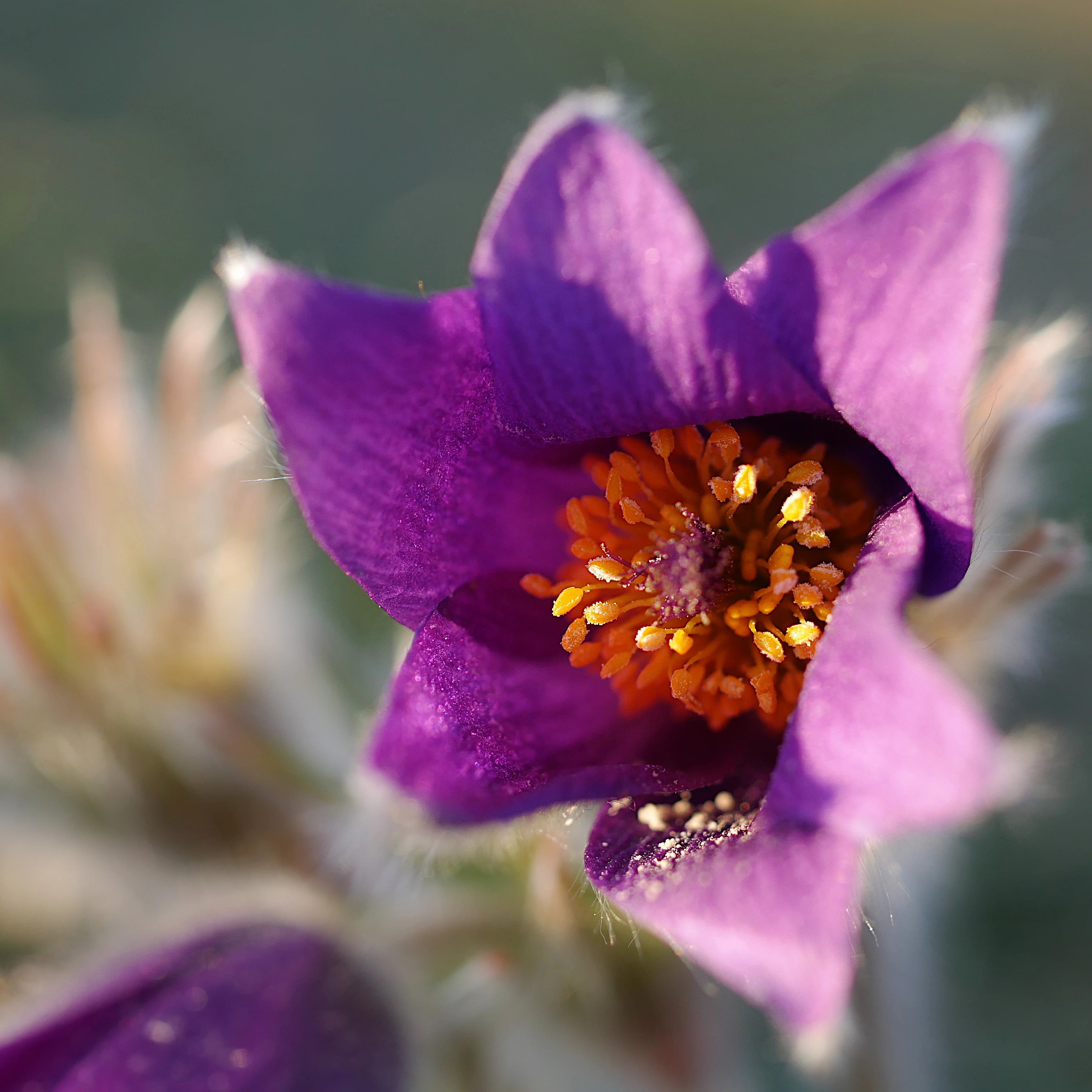 A close up macro photograph of a vibrant purple pasqueflower with bright yellow stamens in focus against a blurred natural background.