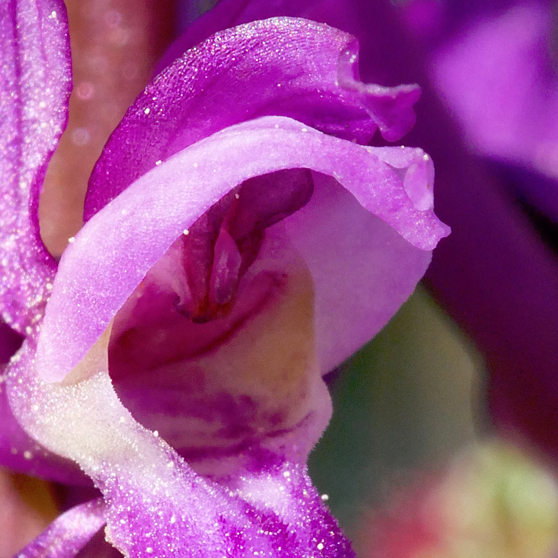 Macro photograph showing the purple throat and petal structure of an Early Purple Orchid.