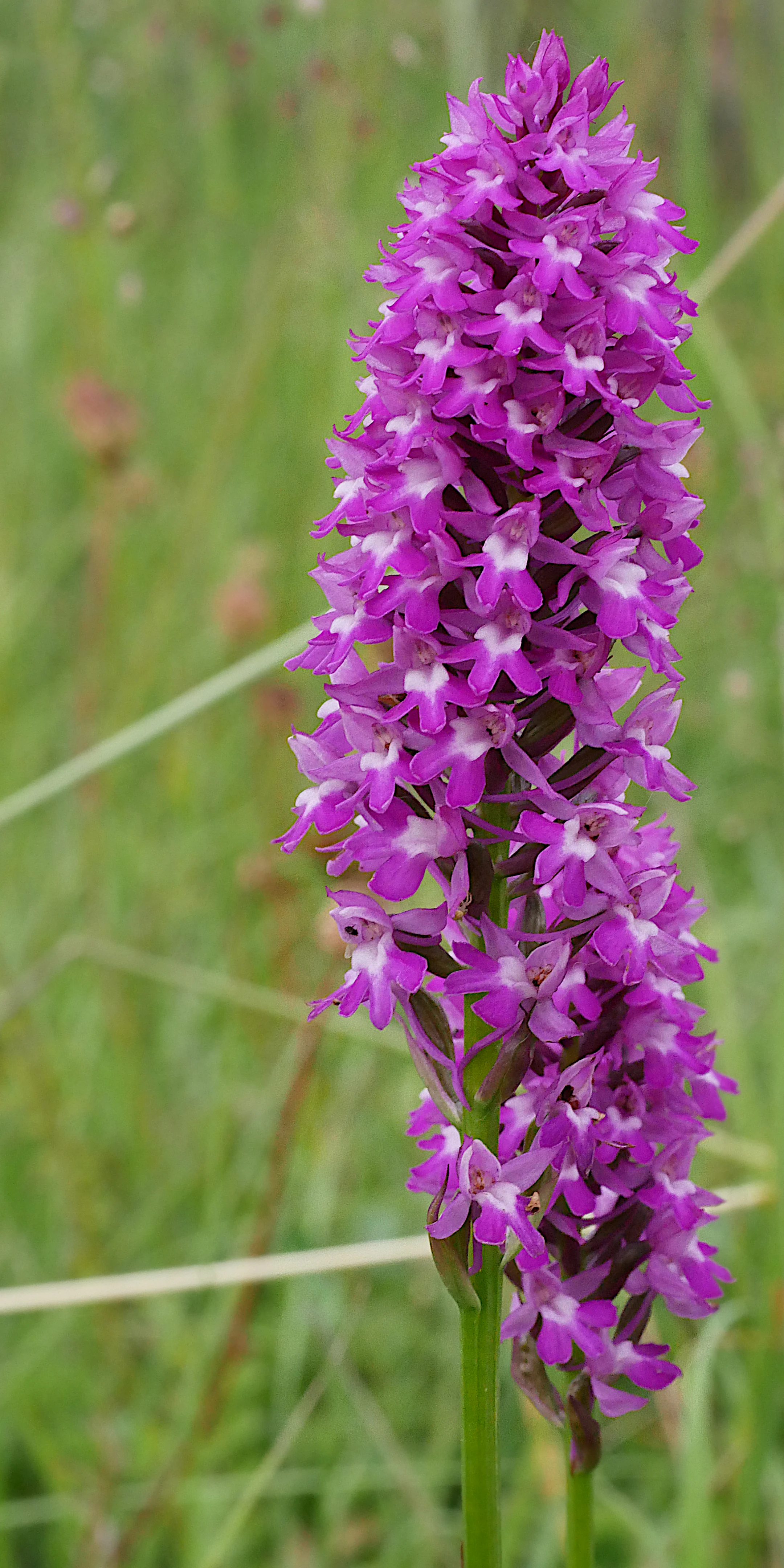 A close-up vertical shot of a bright magenta Pyramidal orchid flower spike, set against a soft, out-of-focus green meadow background.