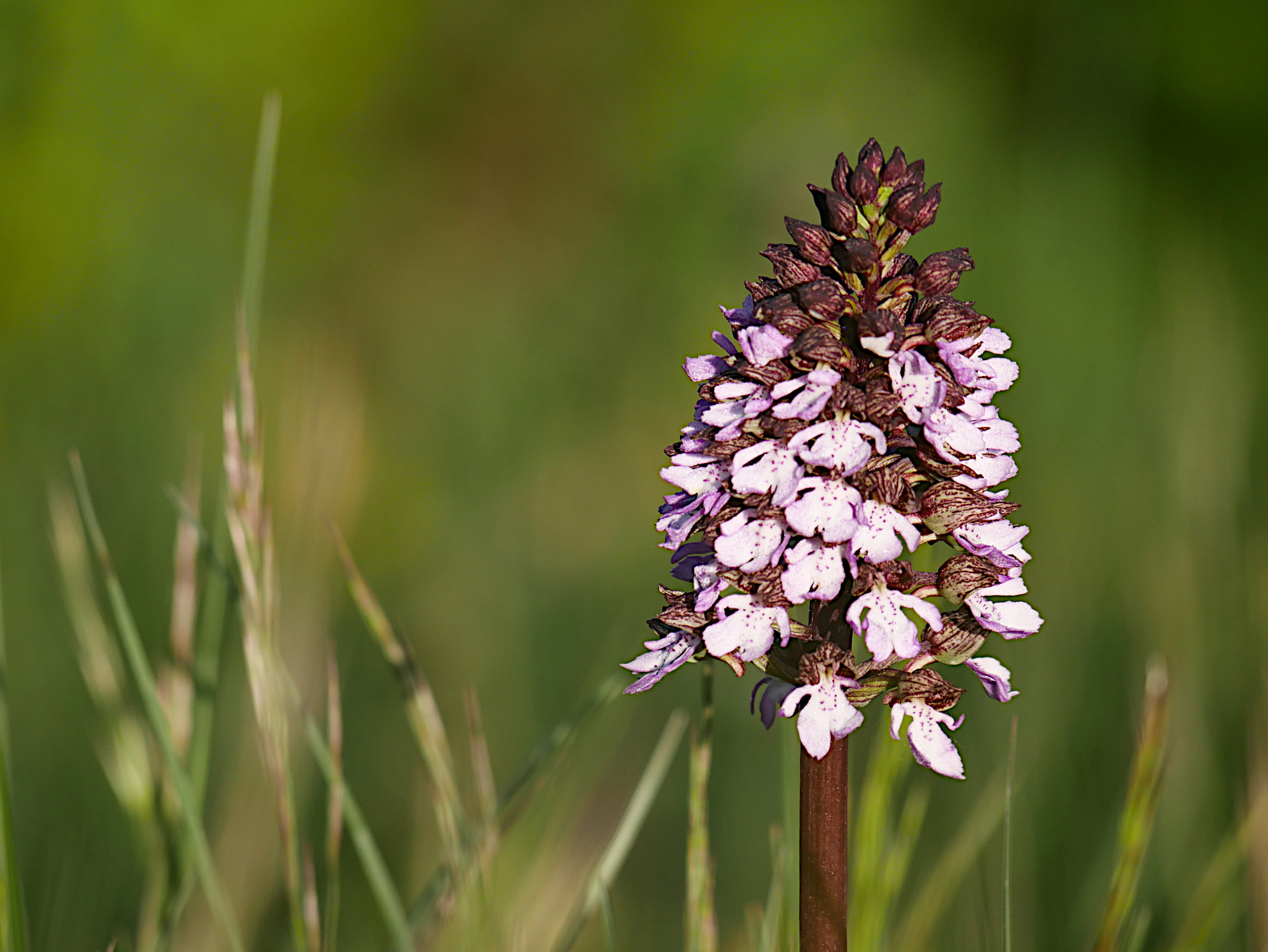A close-up photograph of a Lady Orchid flowering with a distinctive purple-spotted inflorescence against a soft-focus green meadow background.