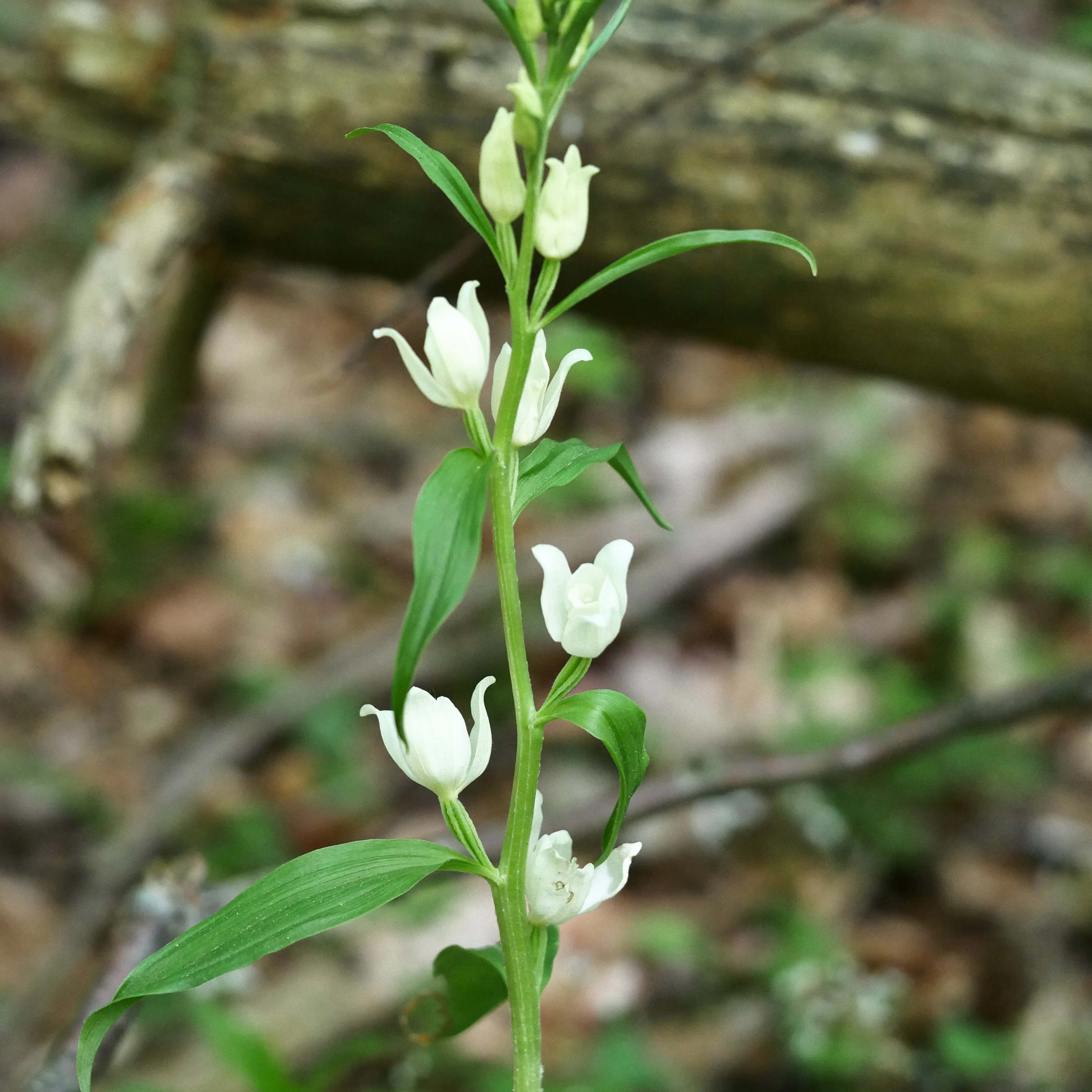 A White Helleborine plant with multiple small, white, bell-shaped flowers blooming along a green stem, set against a blurred forest floor.