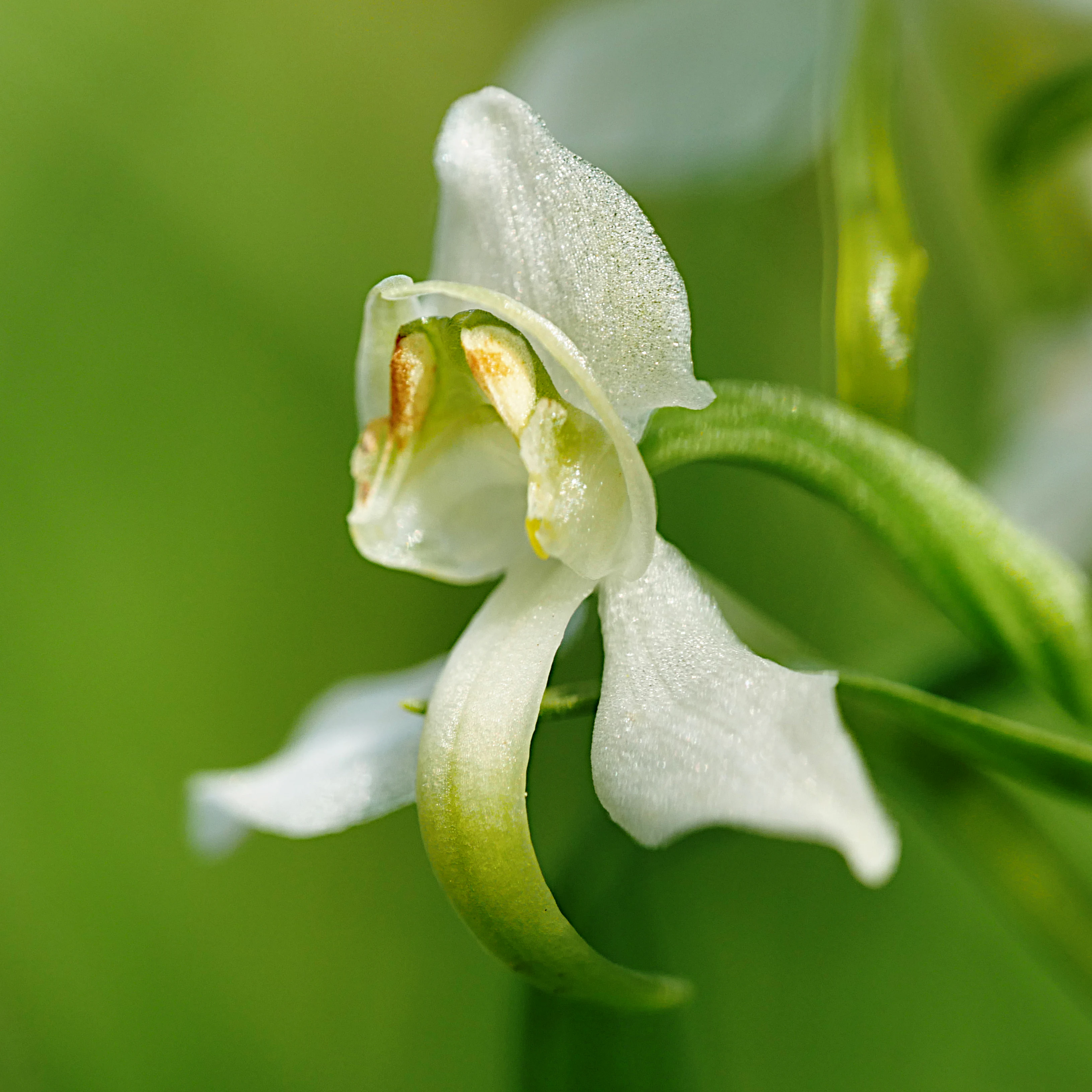 A close-up photograph of a single Greater butterfly orchid blossom, showing its delicate white petals and green structural details against a soft, out-of-focus green background.