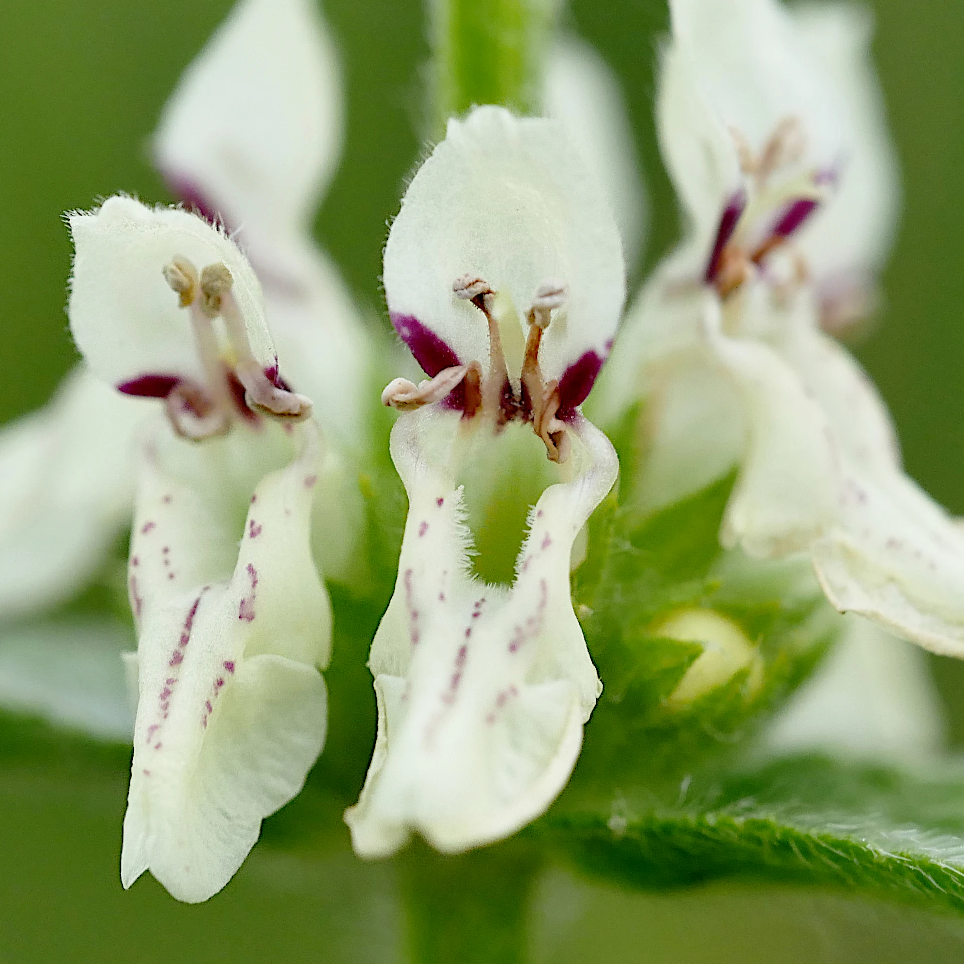 A macro photograph of white Stachys recta flowers with purple markings on the petals, captured in a nature setting.