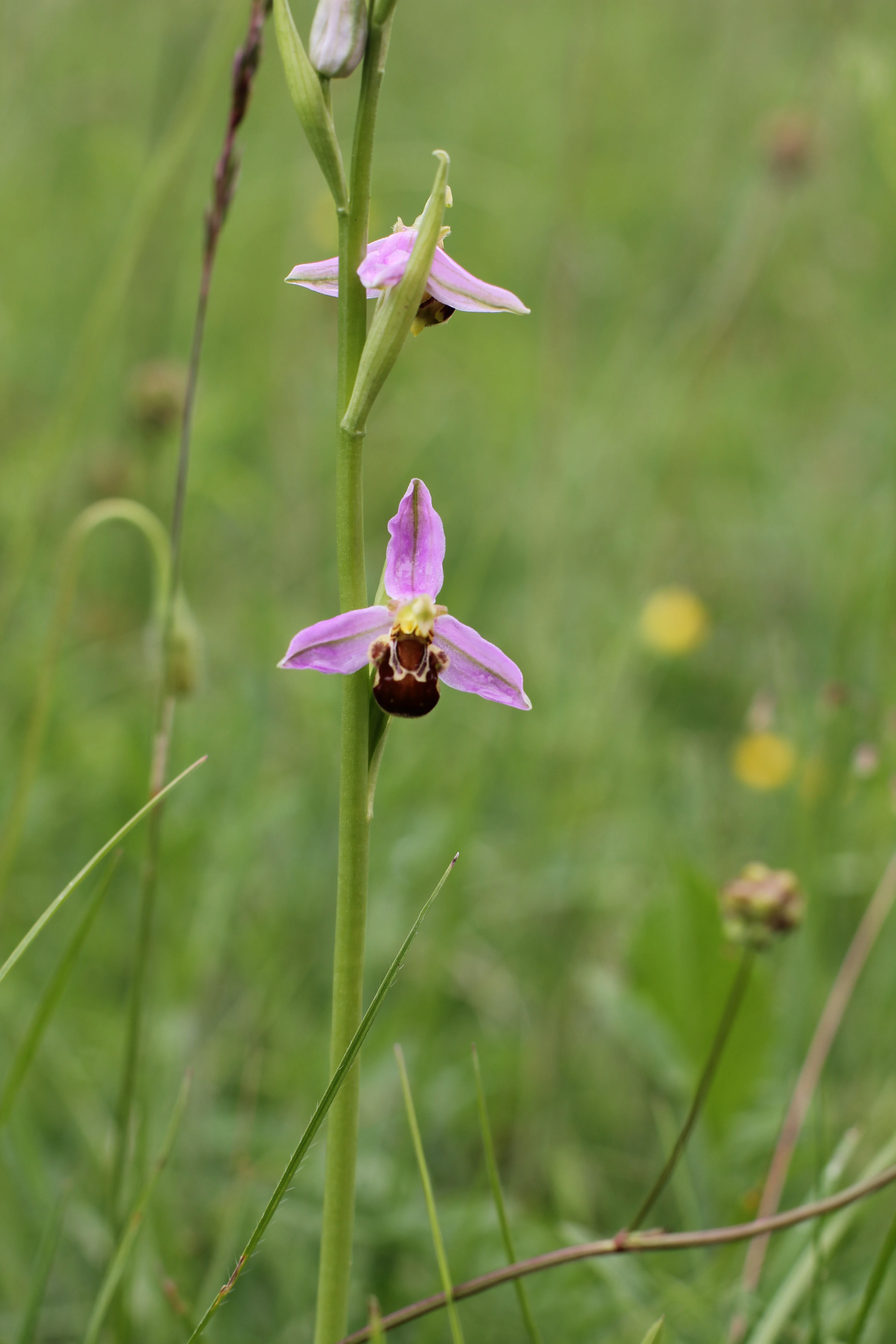 A close-up vertical shot of a single bee orchid flower on a tall green stem, with blurred green meadow background.