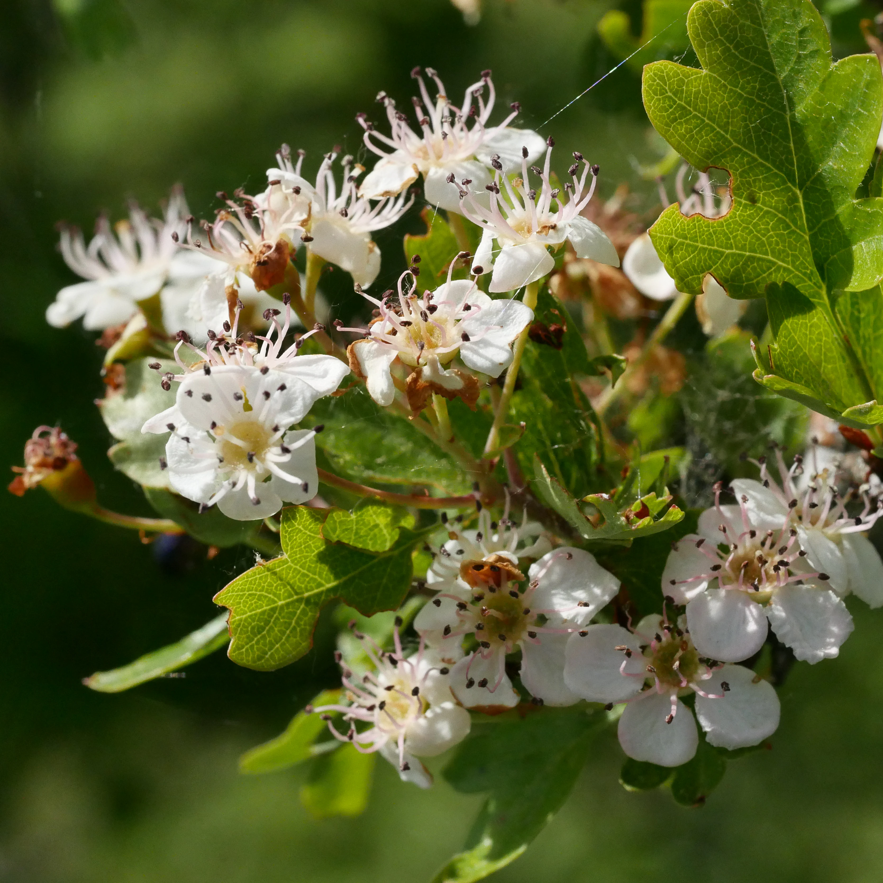 A close-up of white five-petaled common hawthorn flowers with pink-tipped stamens and green lobed leaves against a blurry green background.