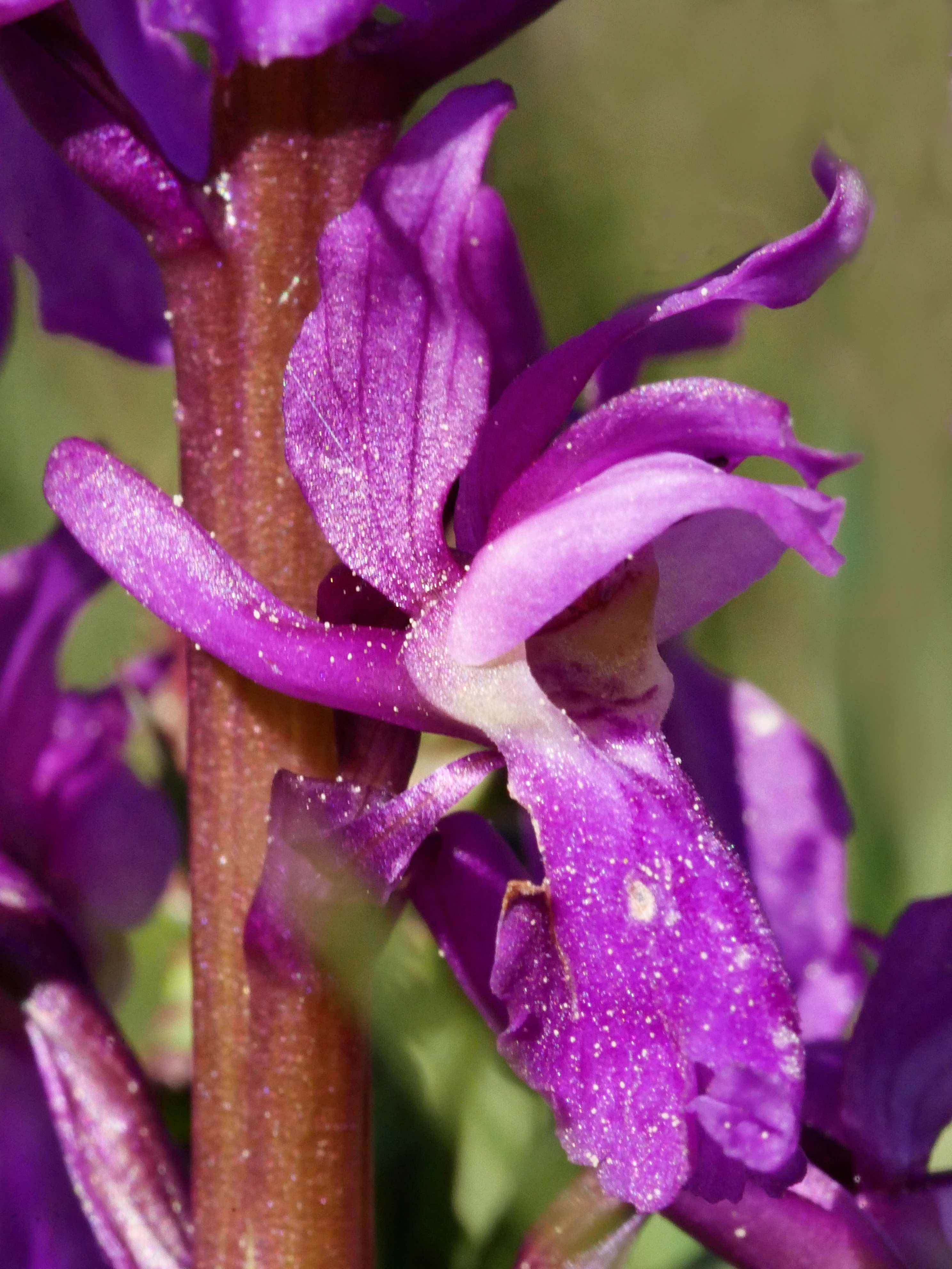 A close-up shot of a vibrant purple wild orchid flower showing detailed petal texture and structure against a soft-focus green background.