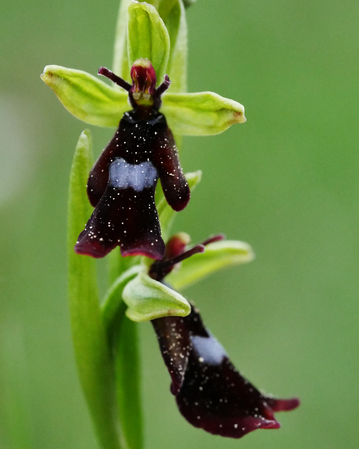 Close-up of a Fly Orchid (Ophrys insectifera) featuring two dark, insect-shaped flowers with green sepals against a soft green background.