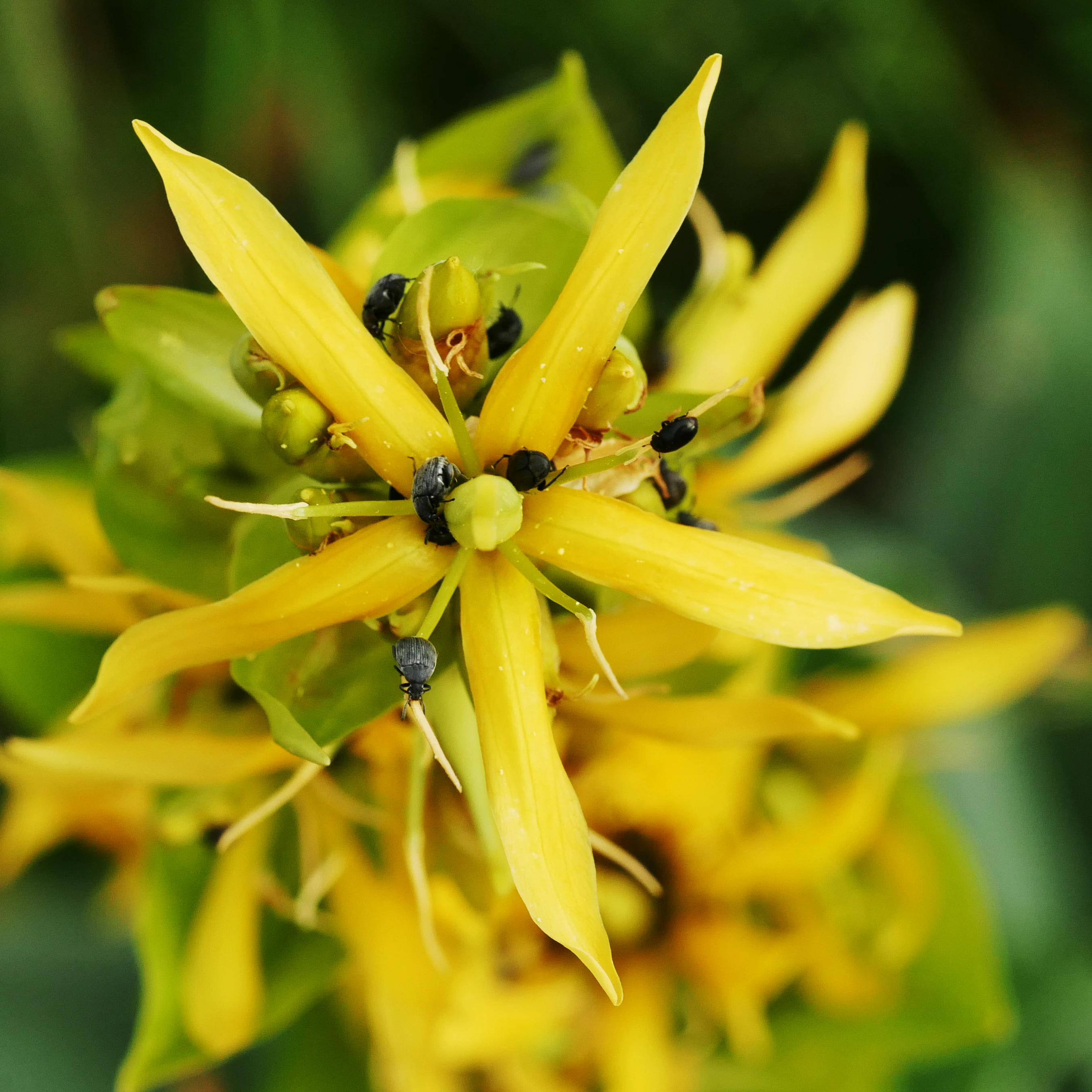 A vibrant yellow gentian flower with star-shaped petals, viewed from directly above, with several small dark beetles resting on its center.