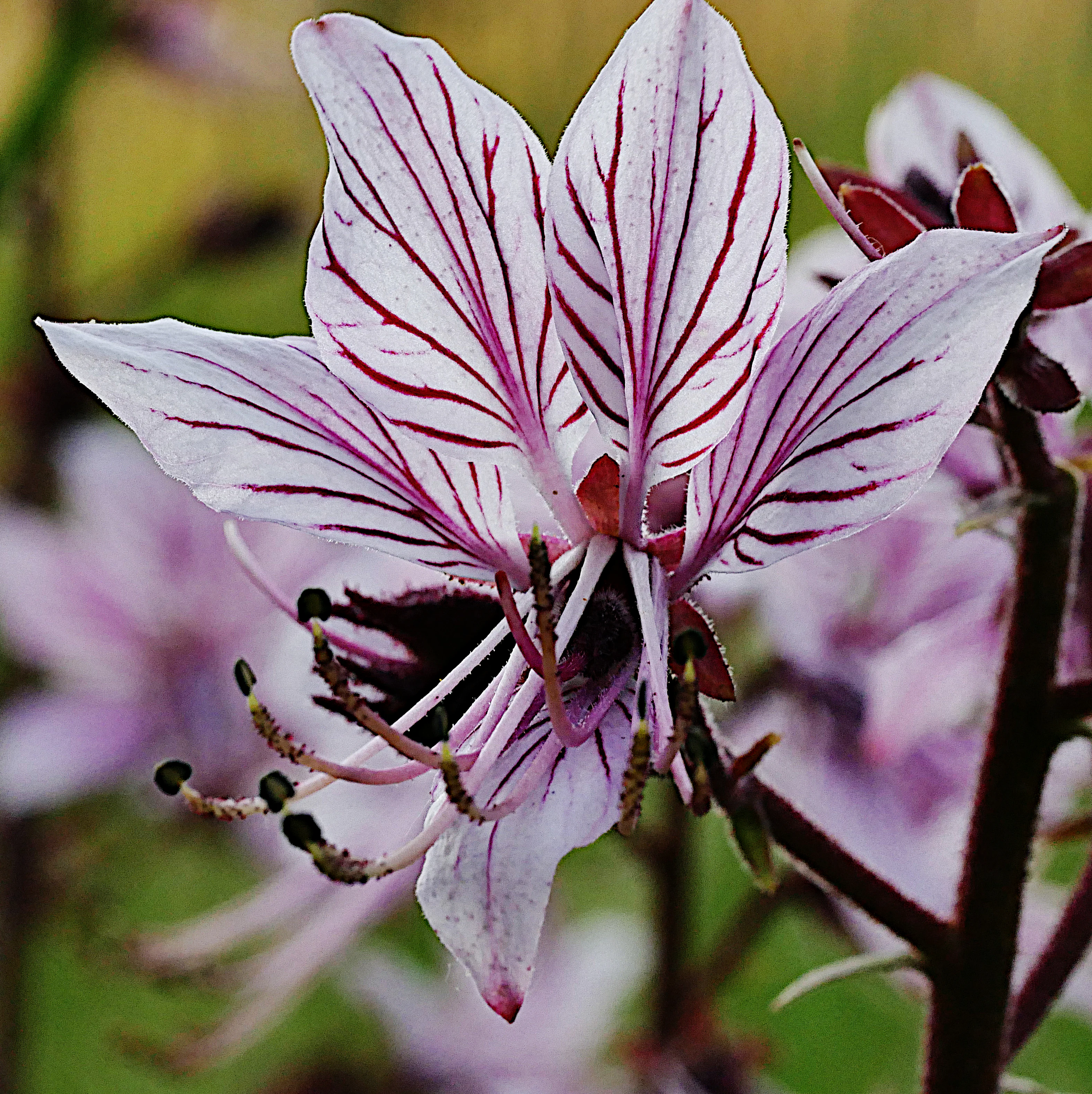 Close-up macro shot of a single pale pink burning bush flower with prominent dark pink veins and long stamens.
