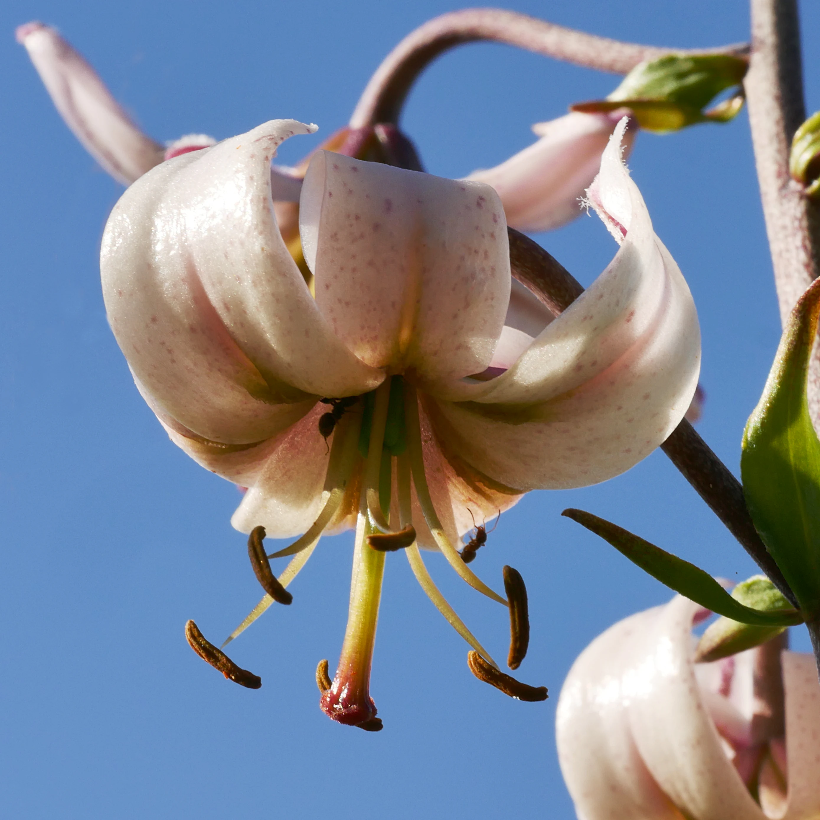 Close-up of a pale, pinkish-white Martagon lily flower with recurved petals against a clear blue sky.
