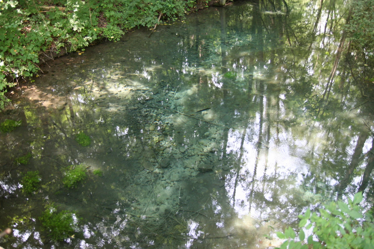 A view looking down into a small, clear spring pool showing underwater vegetation and reflections of the surrounding trees.