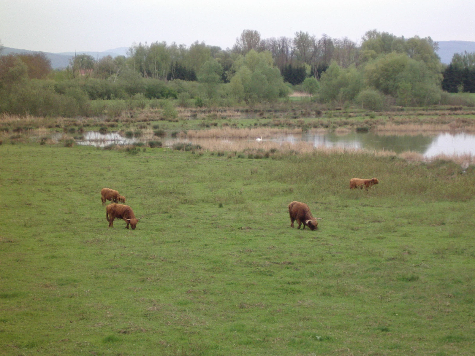 A group of brown Highland cattle graze in a green pasture adjacent to a small wetland area with trees in the background.