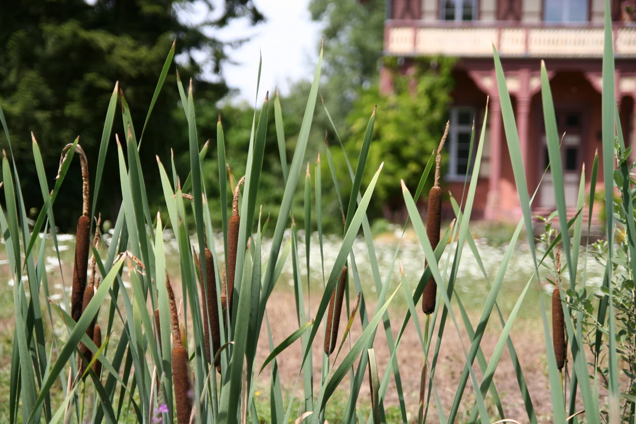 Close-up view of tall green reeds and brown cattail seed heads in the foreground, with a blurred historic house and trees visible in the background.
