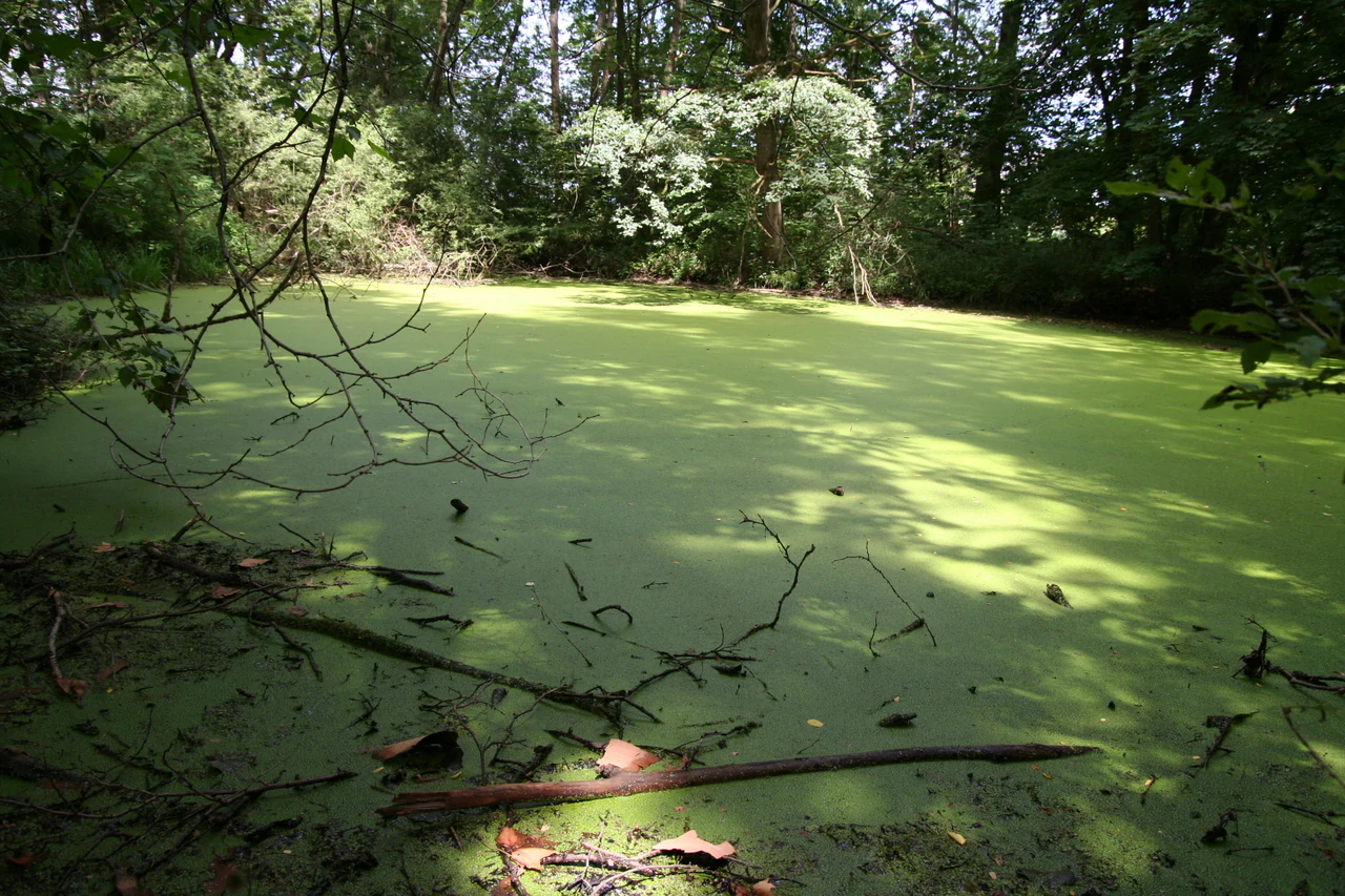 A small pond covered in thick green duckweed or algae, surrounded by a dense forest canopy in the Petite Camargue alsacienne.