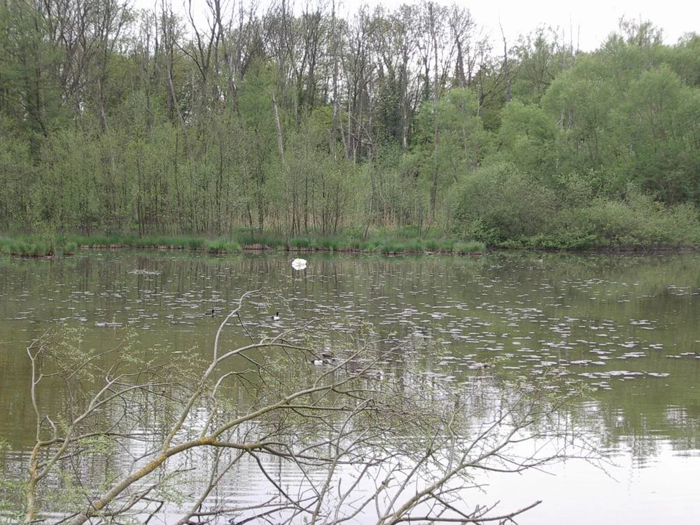 A calm, reflective pond surrounded by lush green trees and shrubs, with a white swan swimming in the distance.
