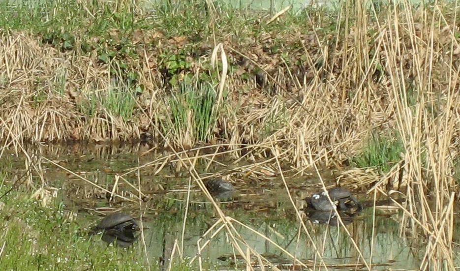 A group of dark-colored European pond turtles basking in a shallow, grassy wetland pond.