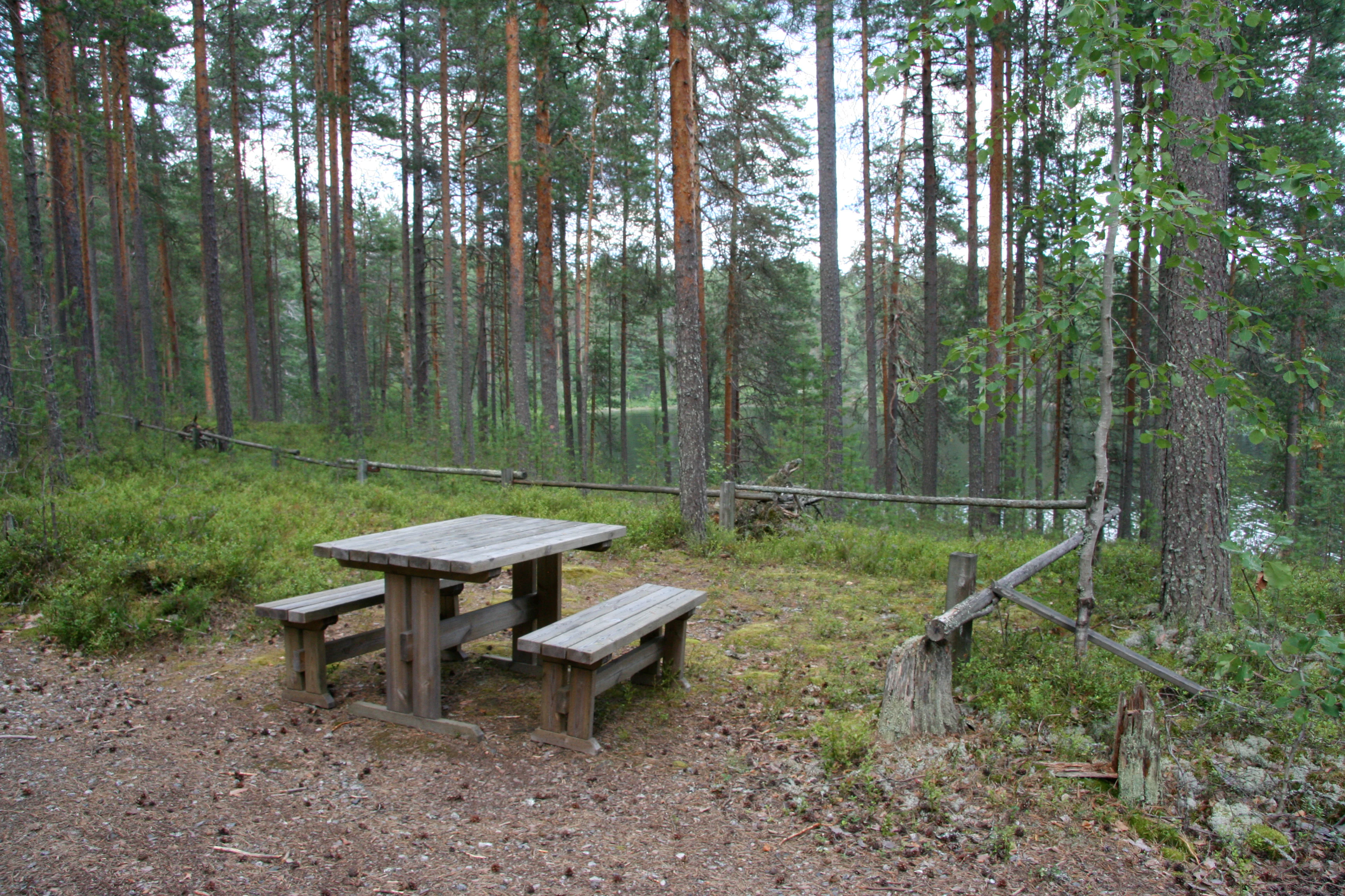 Wooden picnic table and benches on a dirt path in a forested area with tall pine trees
