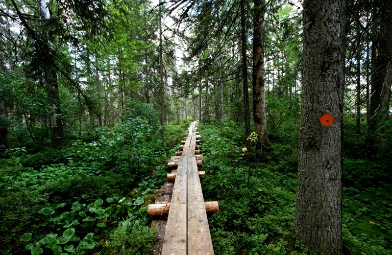 Wooden boardwalk trail with logs on the sides, surrounded by dense green forest and trees