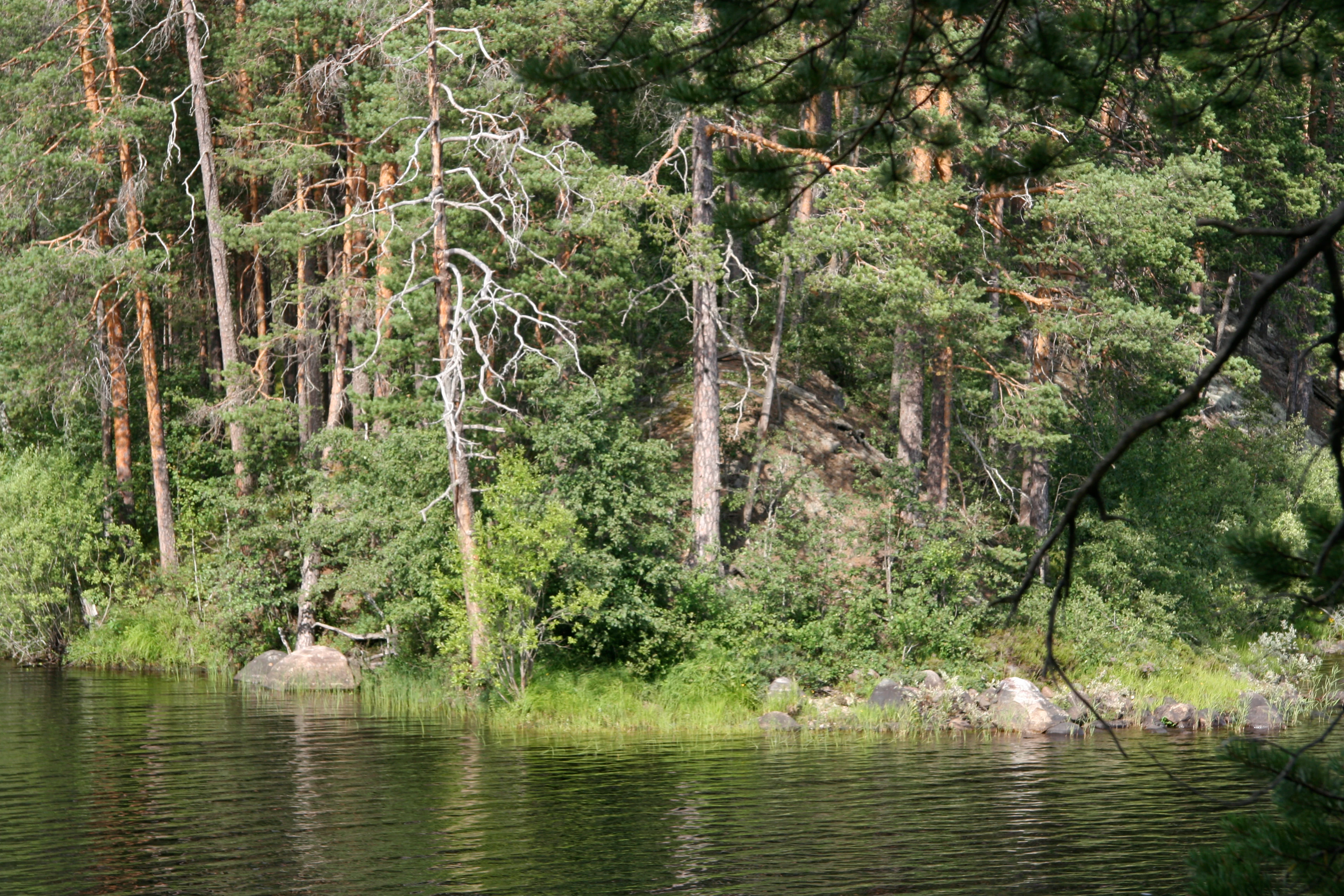 A lake with calm water reflecting green trees and rocky shore, surrounded by dense forest with tall pine trees