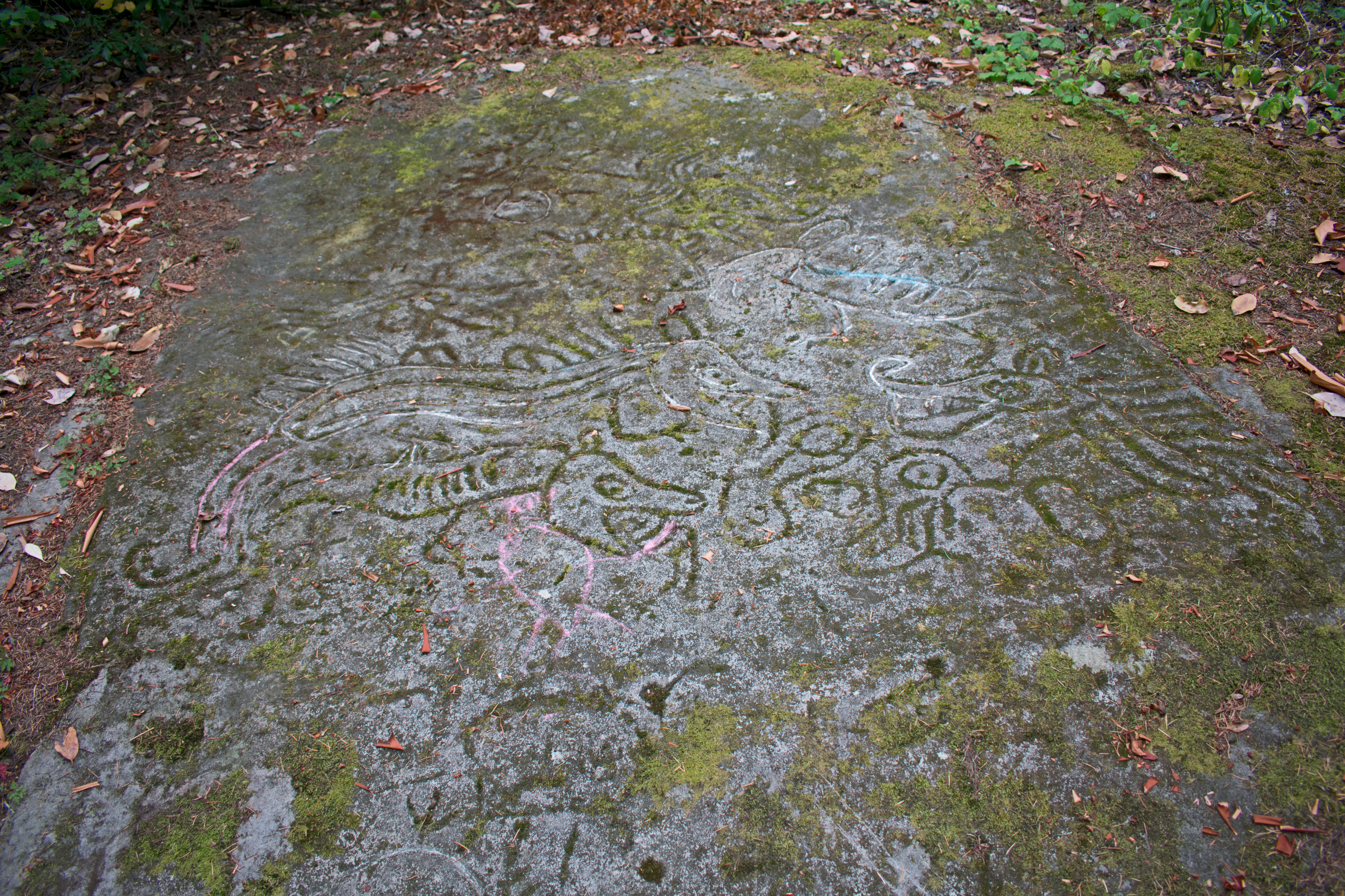 Ancient Indigenous petroglyphs carved into a mossy rock surface at Petroglyph Provincial Park.