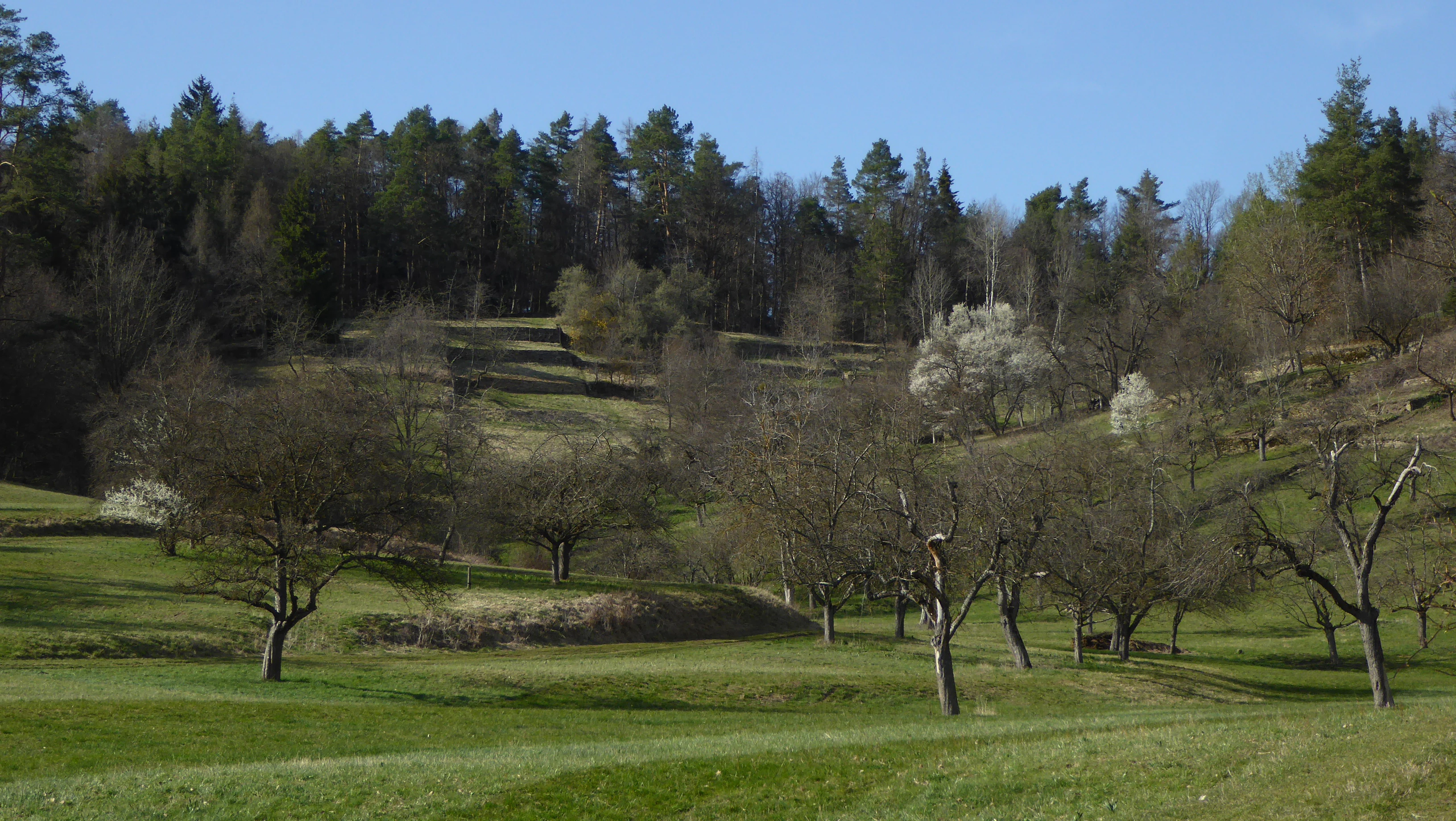 A sloped meadow with scattered orchard trees, some in bloom, backed by a dense forest on a sunny day.
