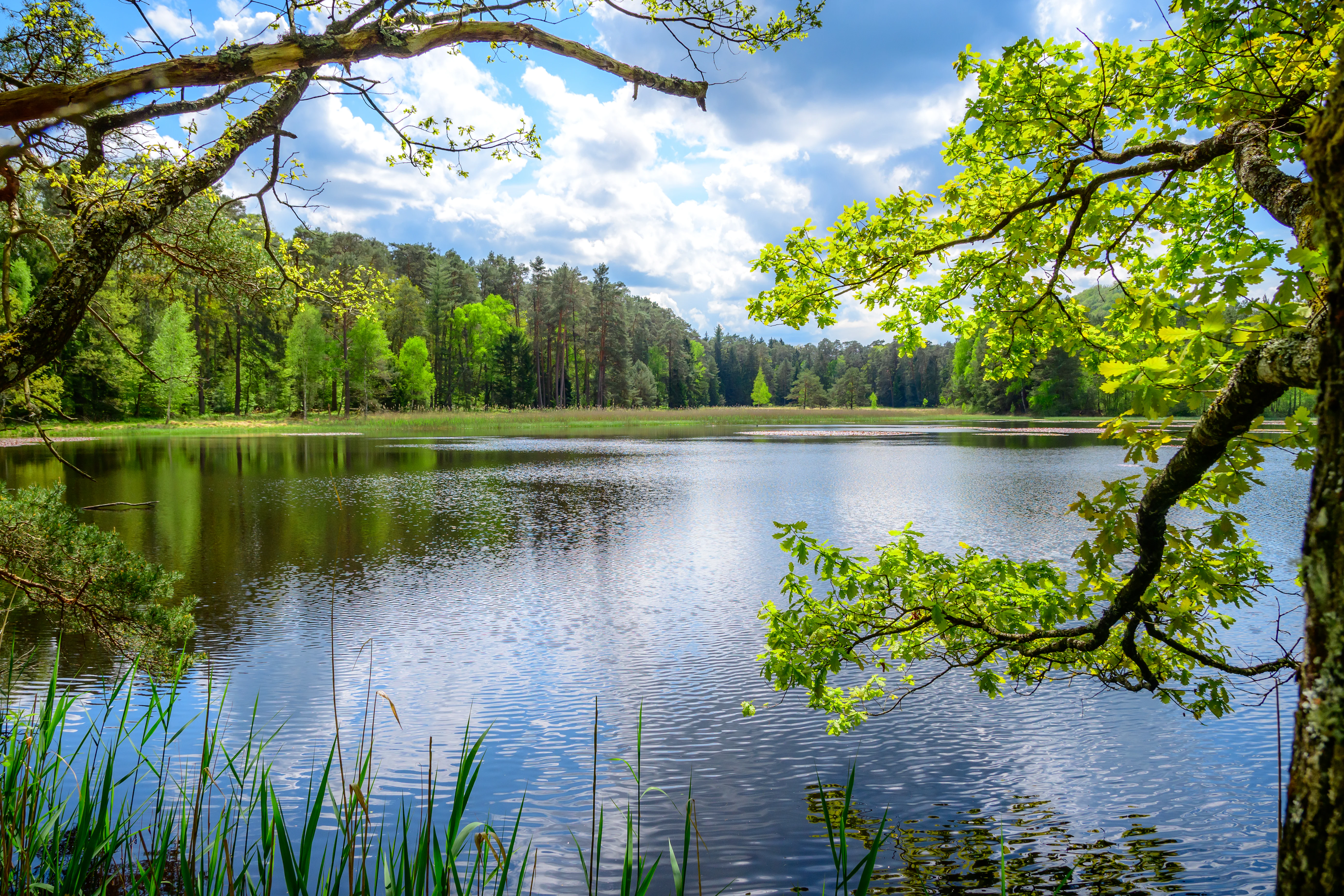Una vista serena del lago en la reserva natural de Pfälzerwoog con ramas de árboles colgando en primer plano, aguas tranquilas y oscuras que reflejan el cielo, y un denso bosque mixto al fondo.