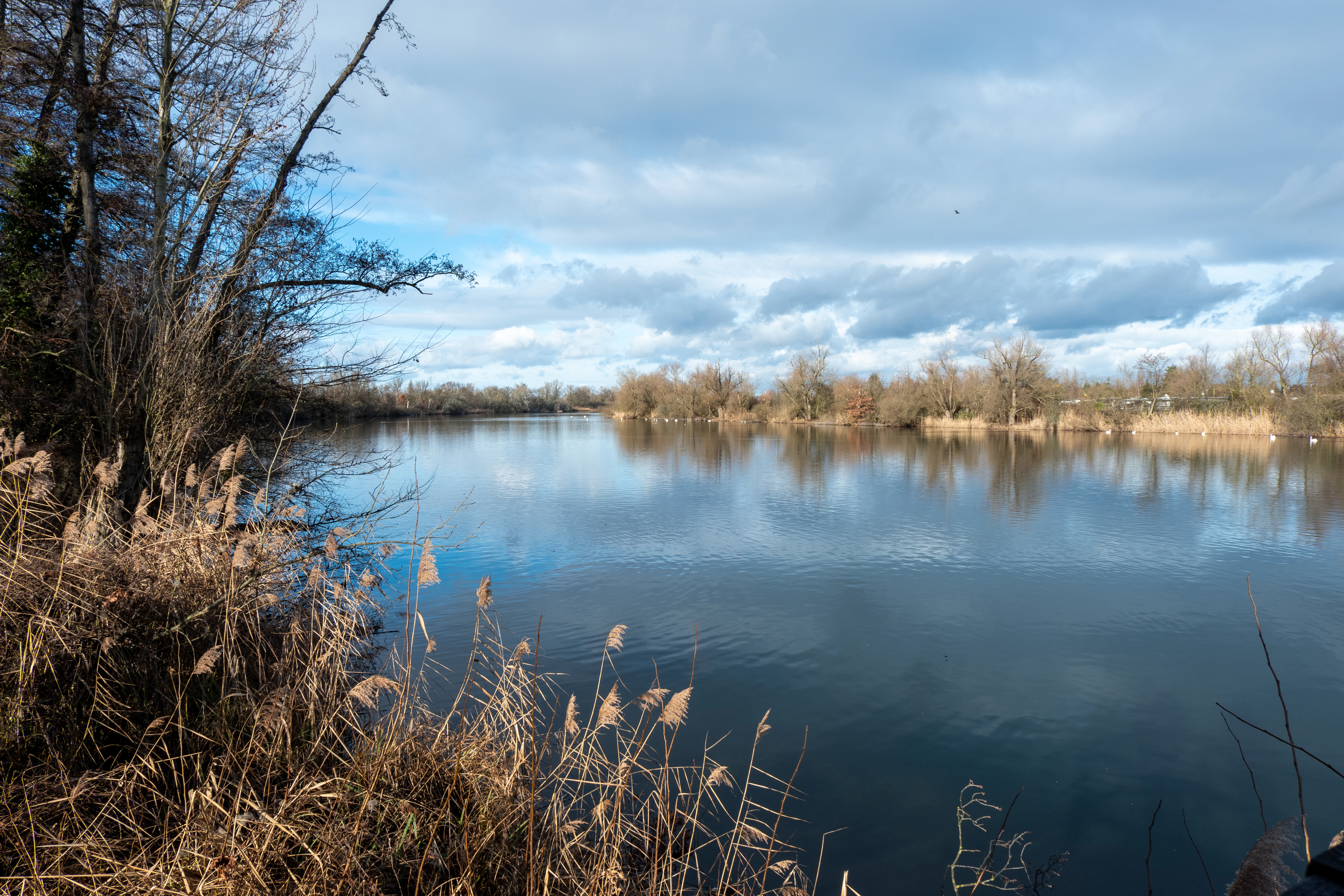 A calm oxbow lake reflecting a cloudy blue sky, bordered by bare winter trees and dry reeds along the shore.