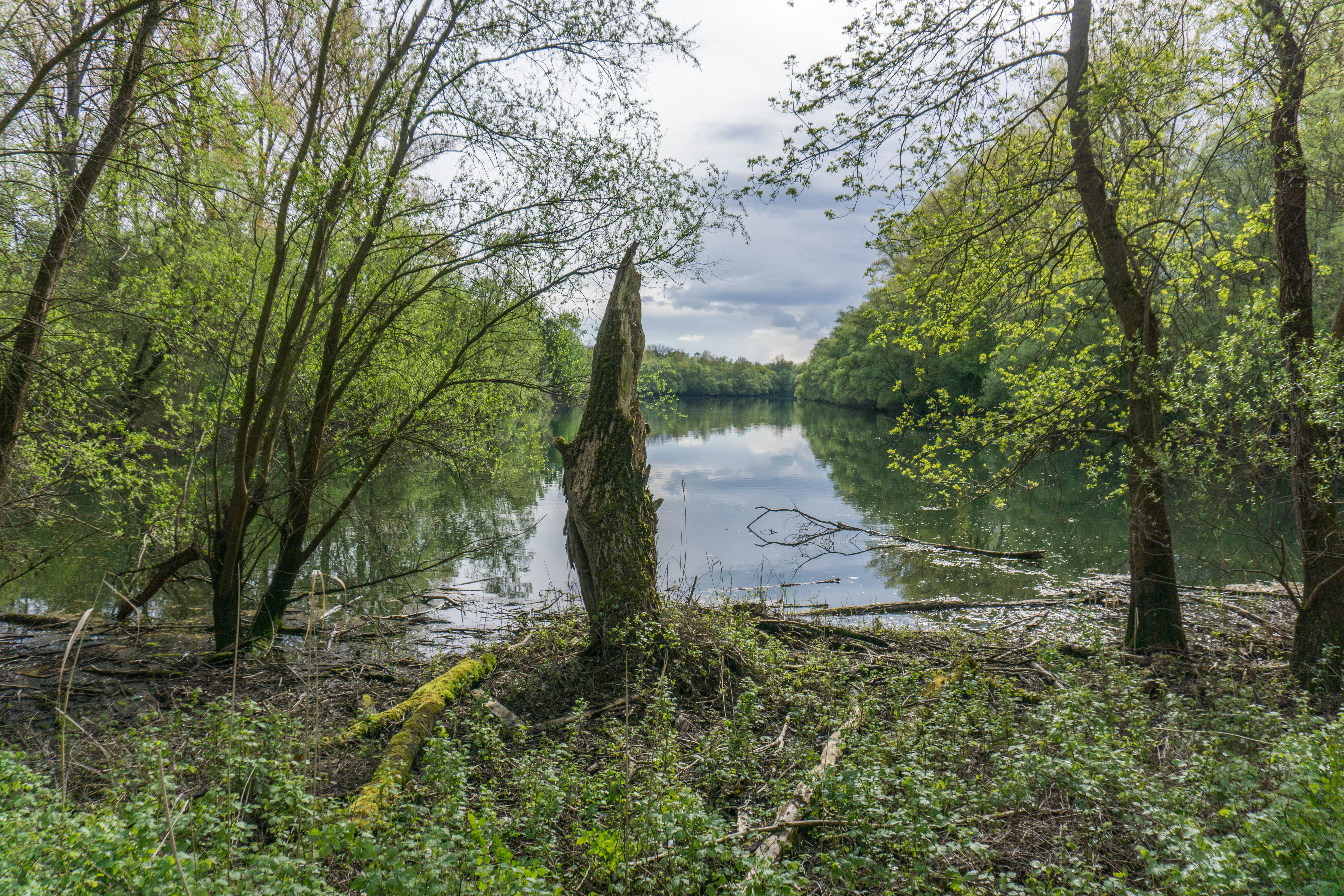 A calm, still pond surrounded by lush, green riparian forest, with a prominent dead tree stump in the foreground and overcast sky reflecting in the water.