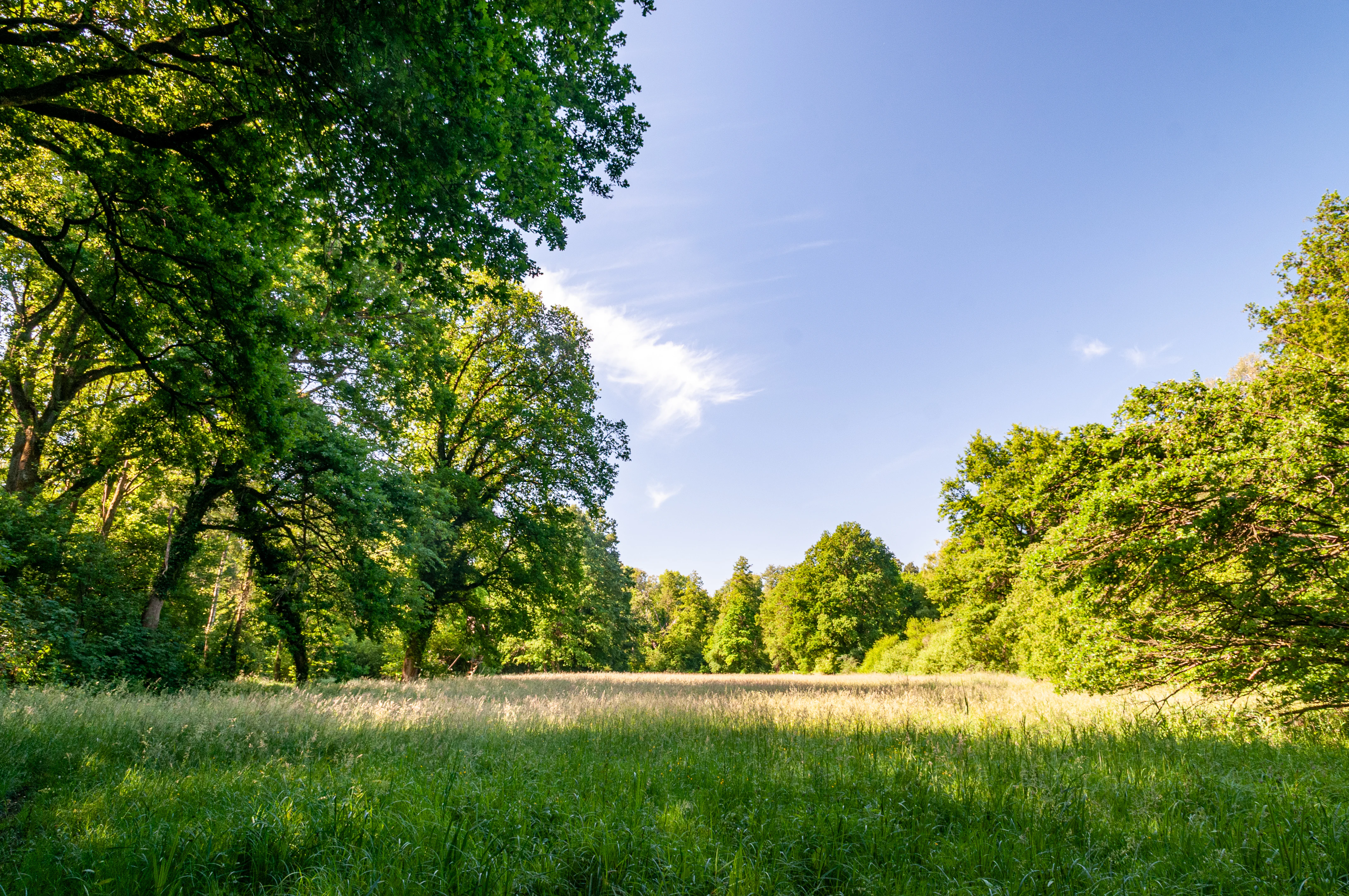 A bright green meadow filled with tall grass, surrounded by thick deciduous trees under a clear blue sky.