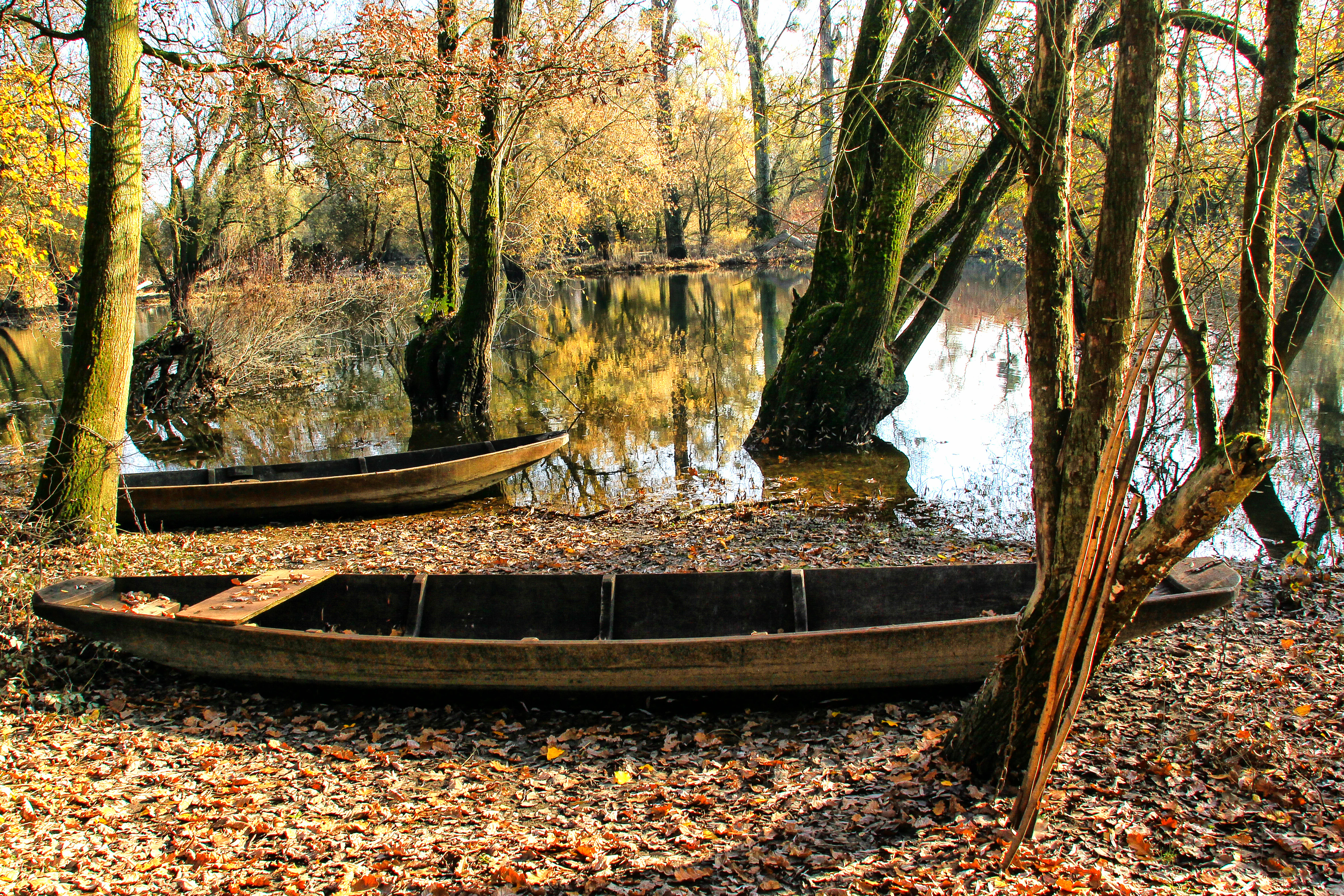 Two wooden flat-bottomed boats rest on a leaf-covered bank beside a flooded forest section with autumn-colored trees in the Pfalzische Rheinauen nature reserve.