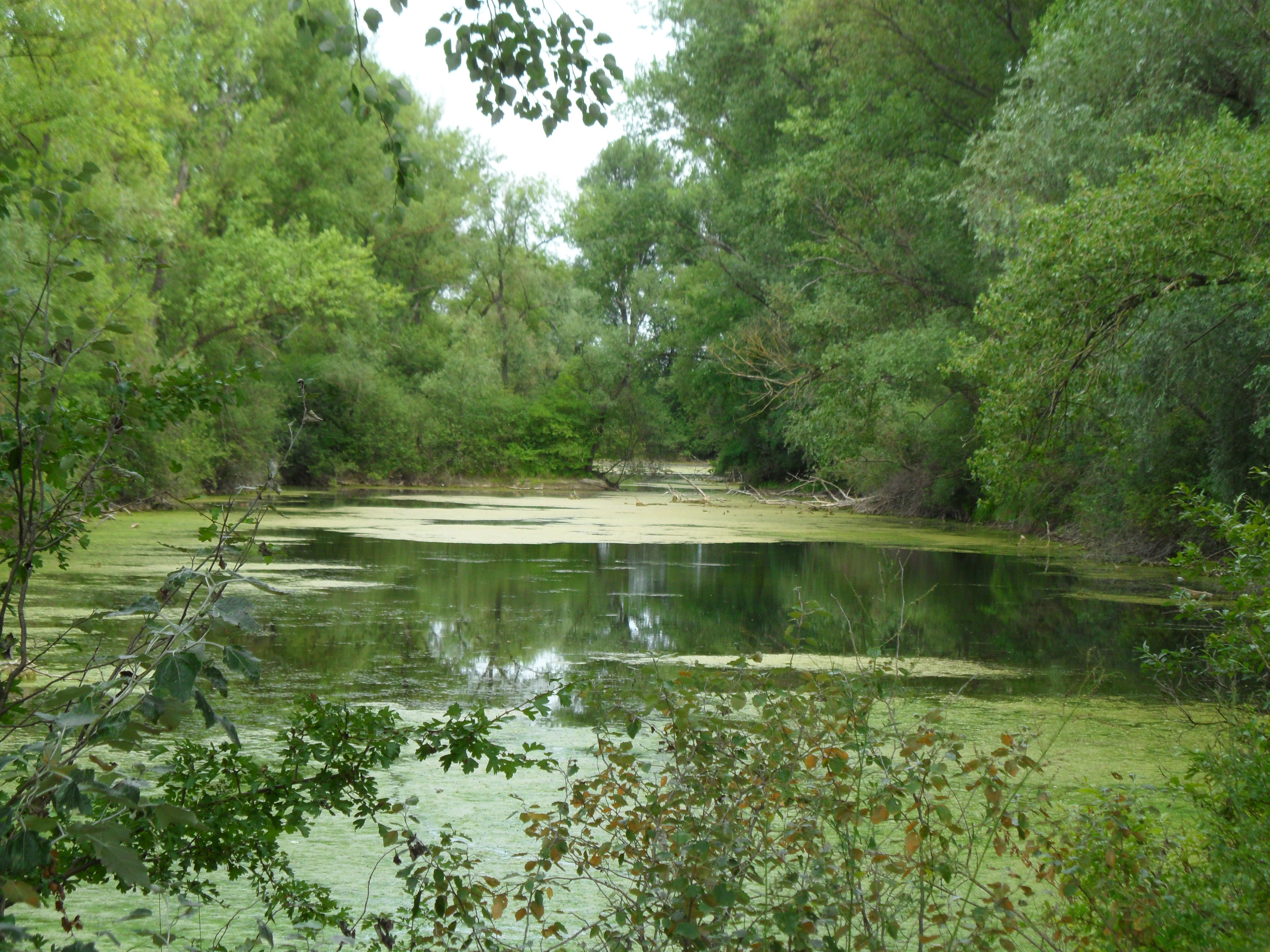 A calm, stagnant water channel covered in algae, surrounded by dense green riparian trees and lush forest foliage.