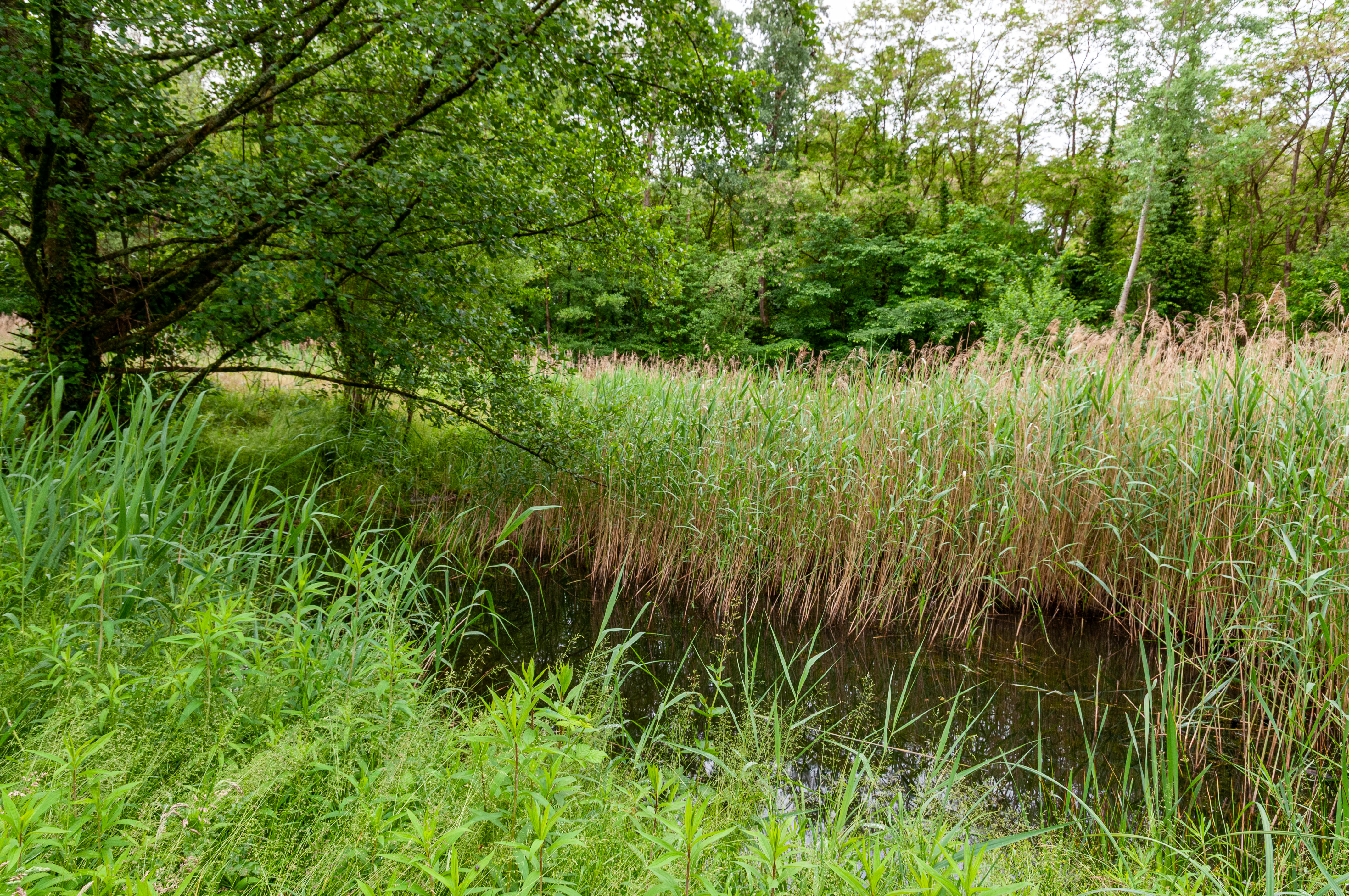 A small calm pond surrounded by dense reeds, grasses, and lush green deciduous trees in a wetland environment.