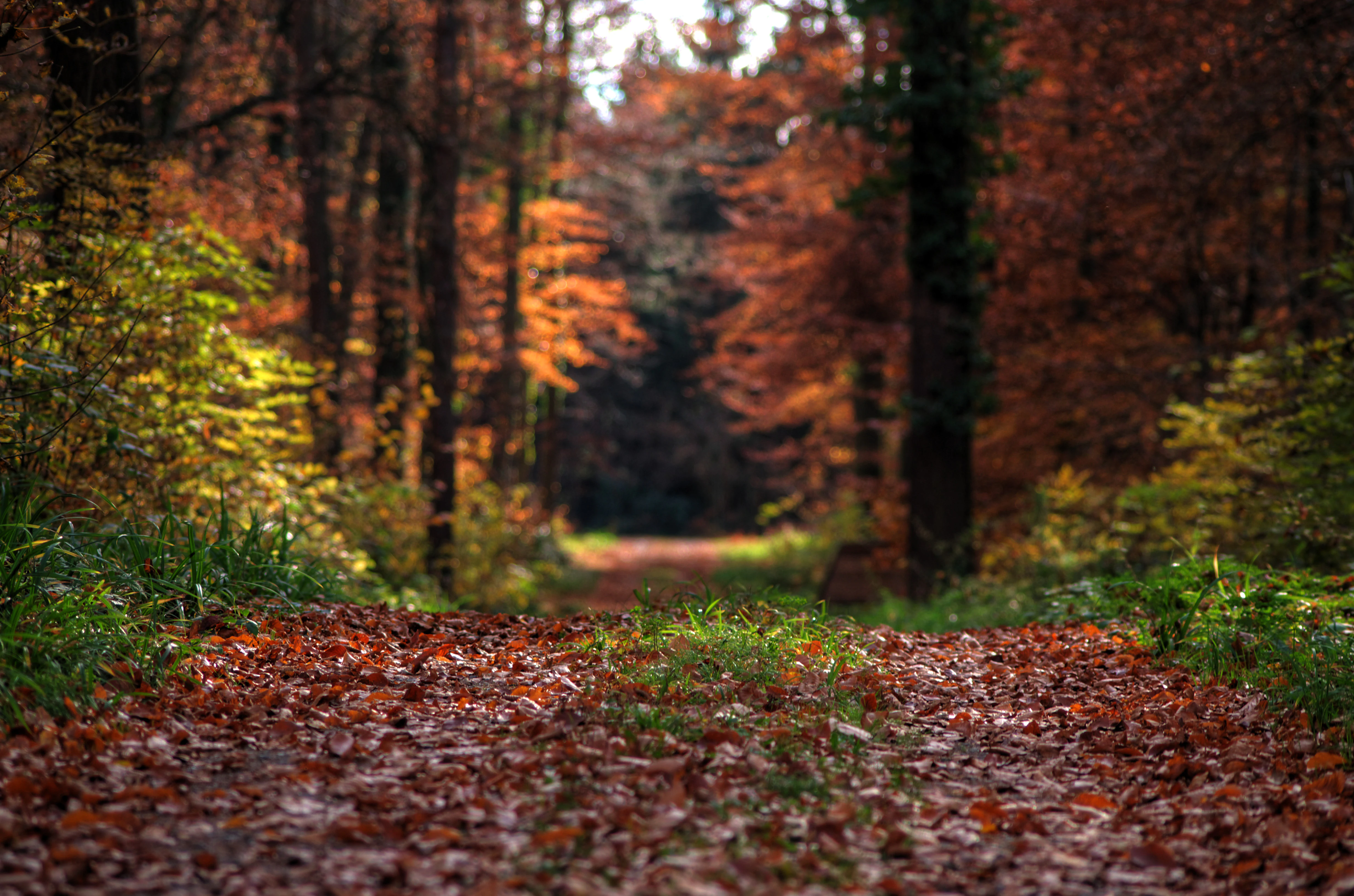 A low-angle view of a dirt path covered in fallen autumn leaves, leading into a dense forest with orange and brown foliage.