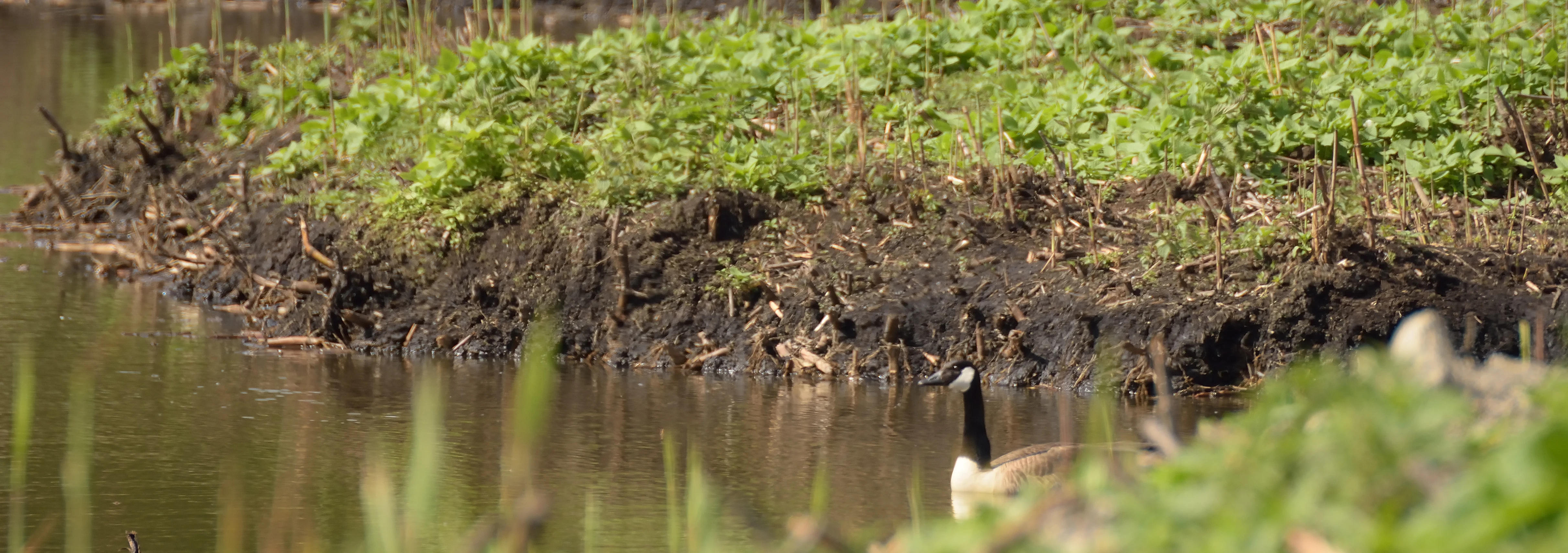 A Canada goose swimming in the water near the muddy, vegetated bank of a marshy area in Pfungstädter Moor.
