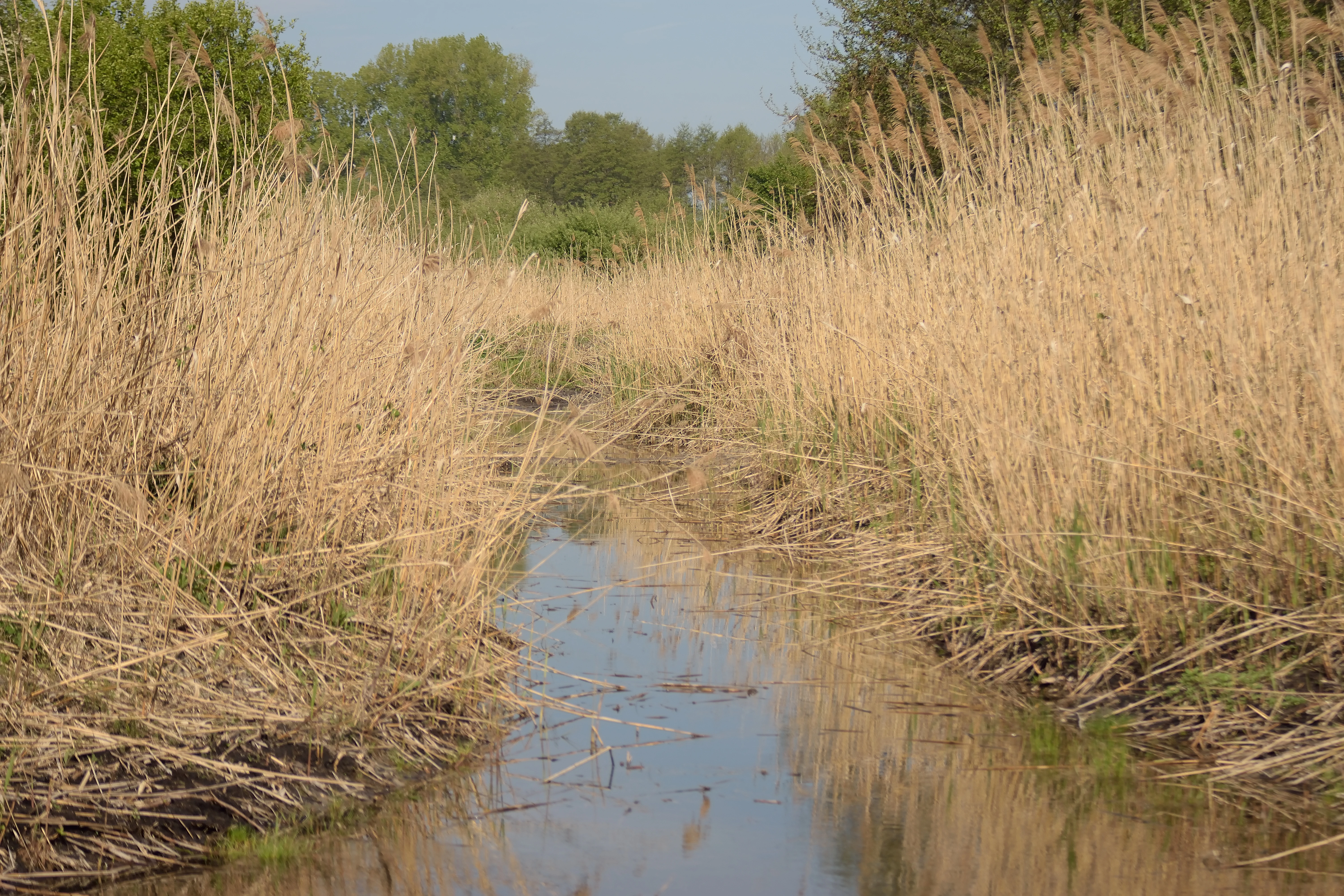 A narrow, still stream flowing through a dense field of tall, dry reeds with green trees visible in the background under a pale sky.