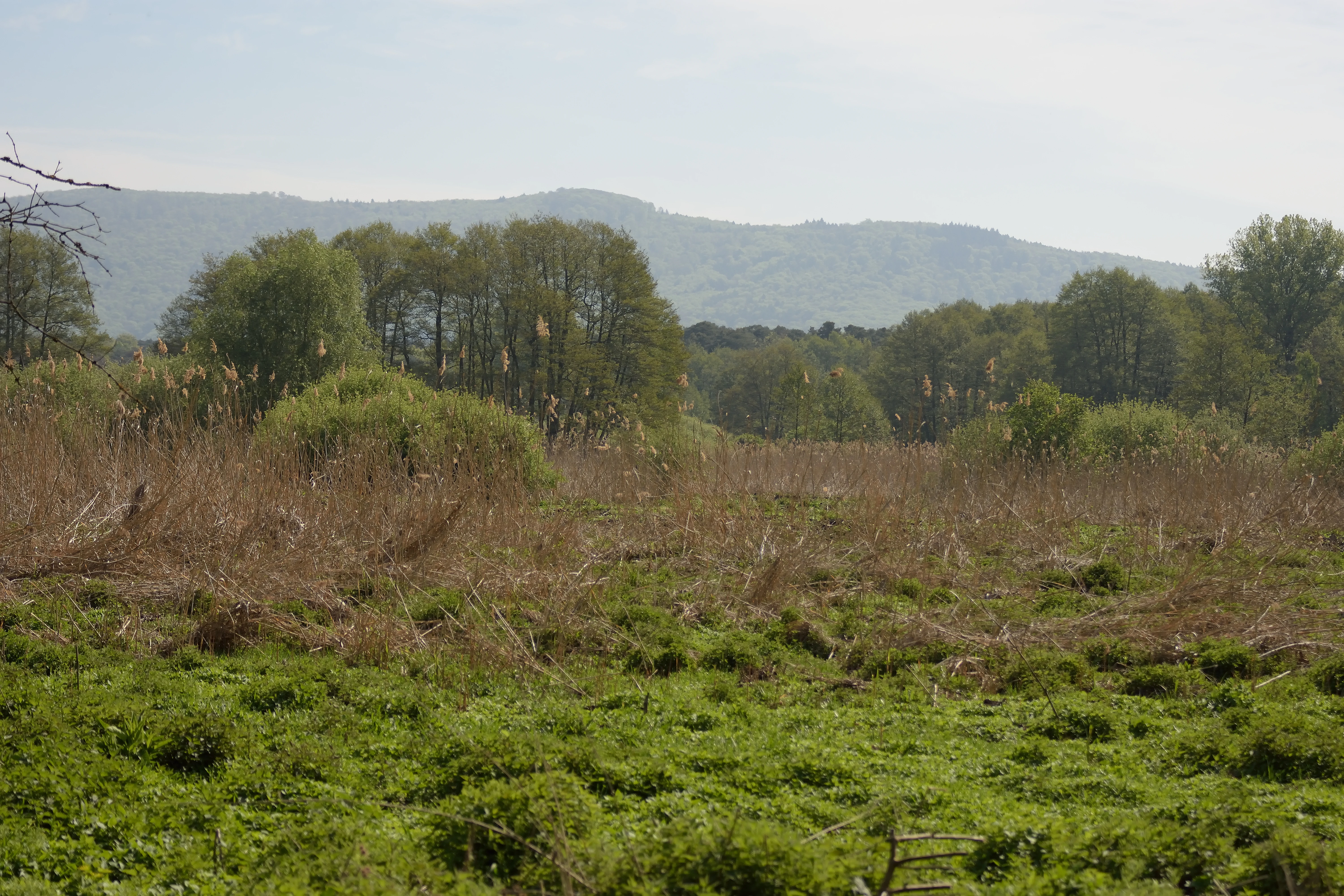 A wide, eye-level landscape view of a nature reserve with a foreground of green grass, midground of reeds and small trees, and background of gentle, hazy hills under a pale sky.