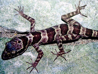 Un gecko con patrones de rayas oscuras y claras descansando sobre una superficie rocosa